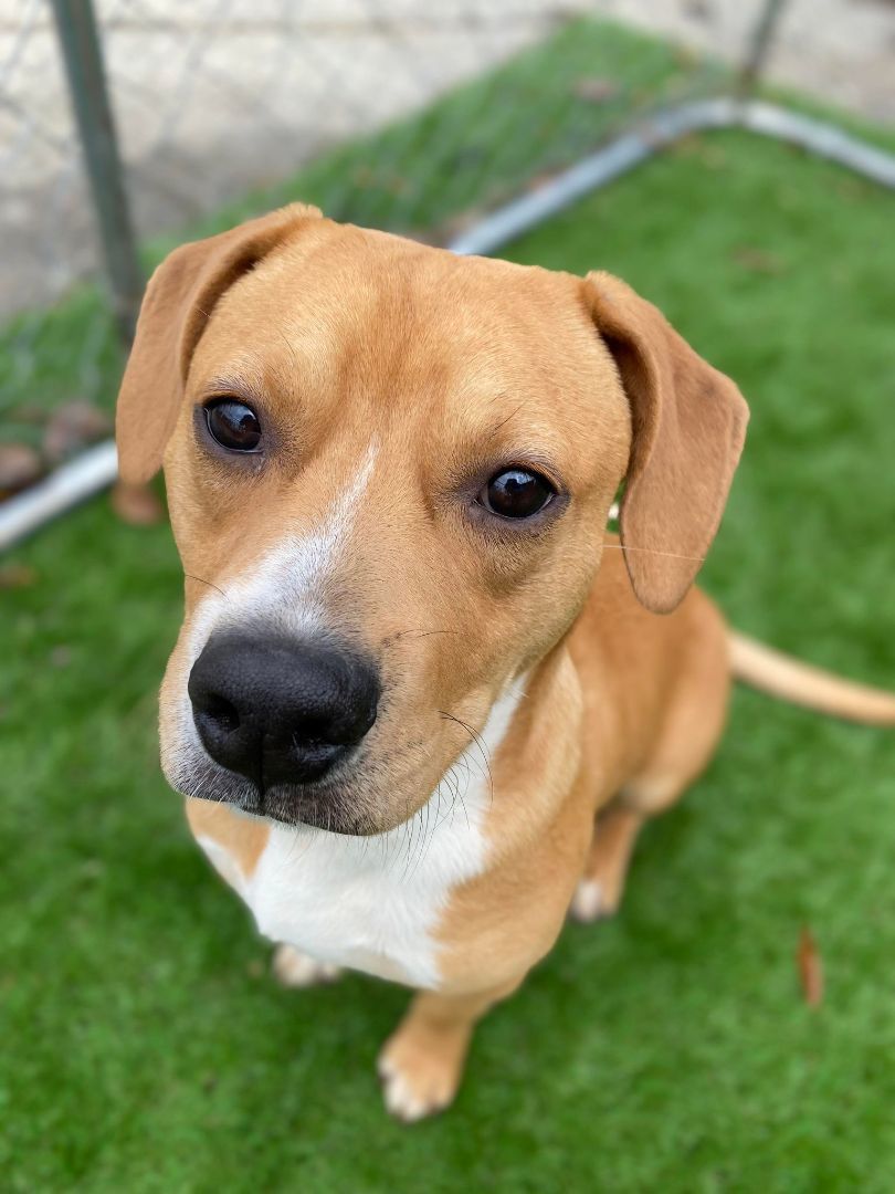 Enlarge ROMA, a Adopted mixed breed in Seattle, WA image 5/5