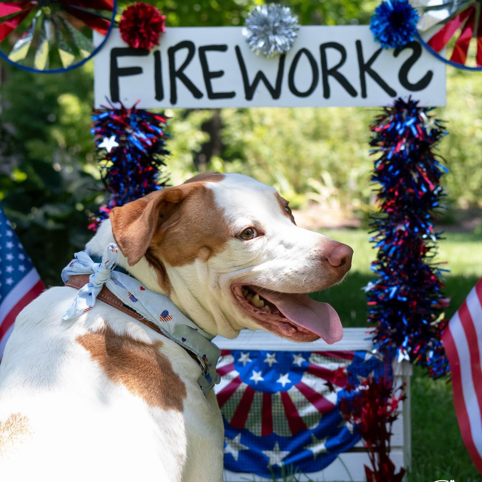 Barney, Adoptable, Adult Male Pointer.