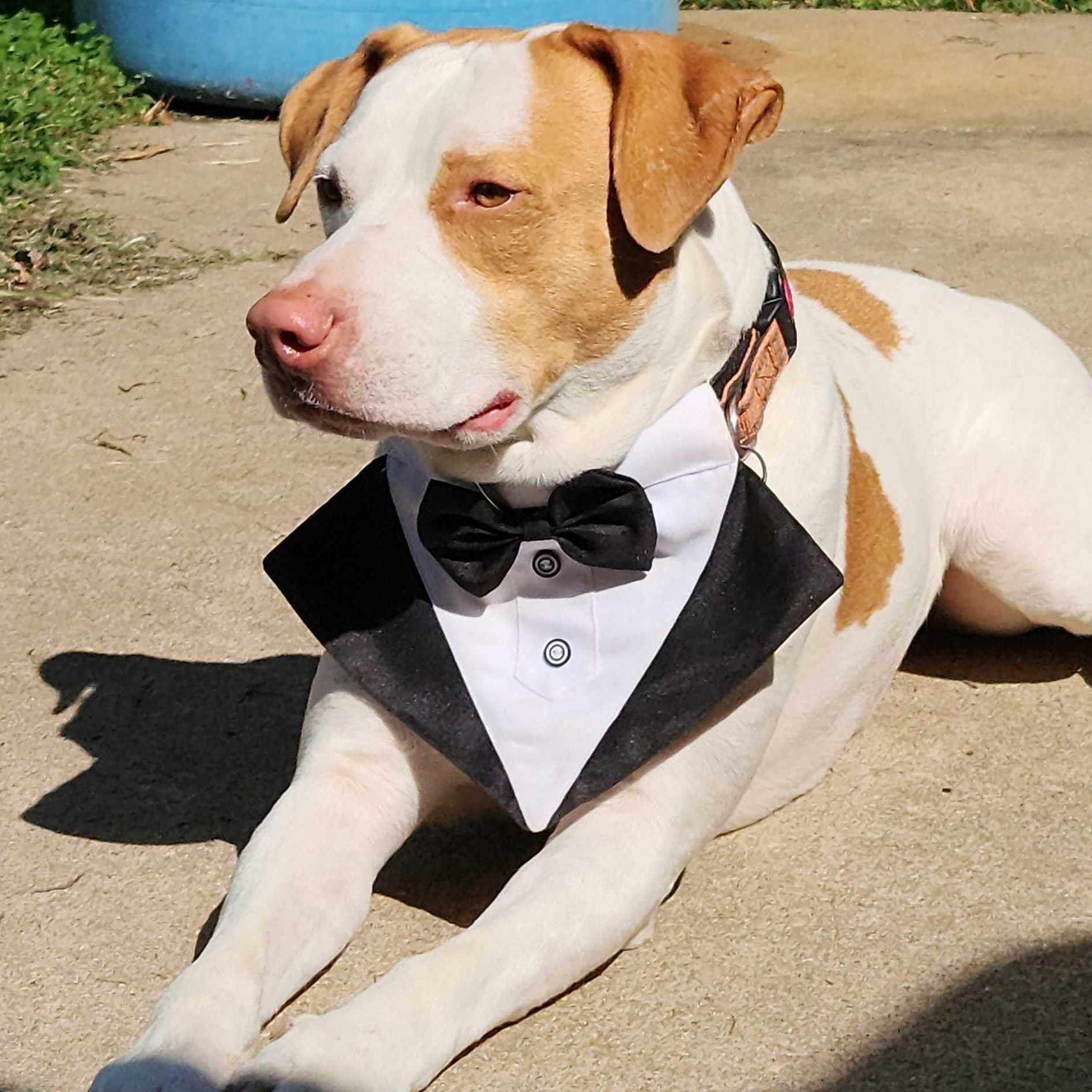 Barney, a Adoptable mixed breed image 3/6