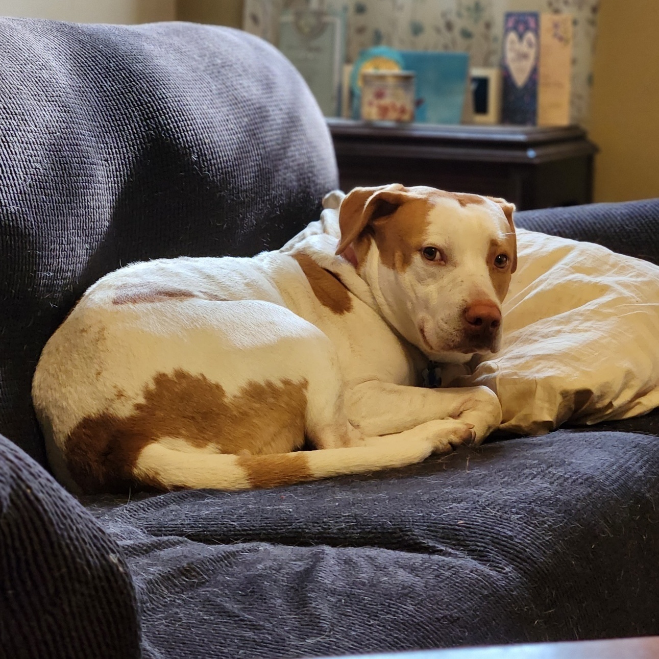 Barney, a Adoptable mixed breed image 4/6