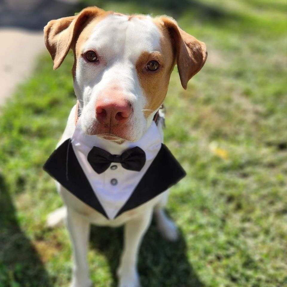 Barney, a Adoptable mixed breed image 5/6