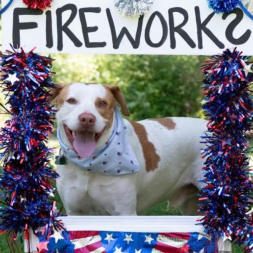 Barney, Adoptable, Adult Male Pointer.