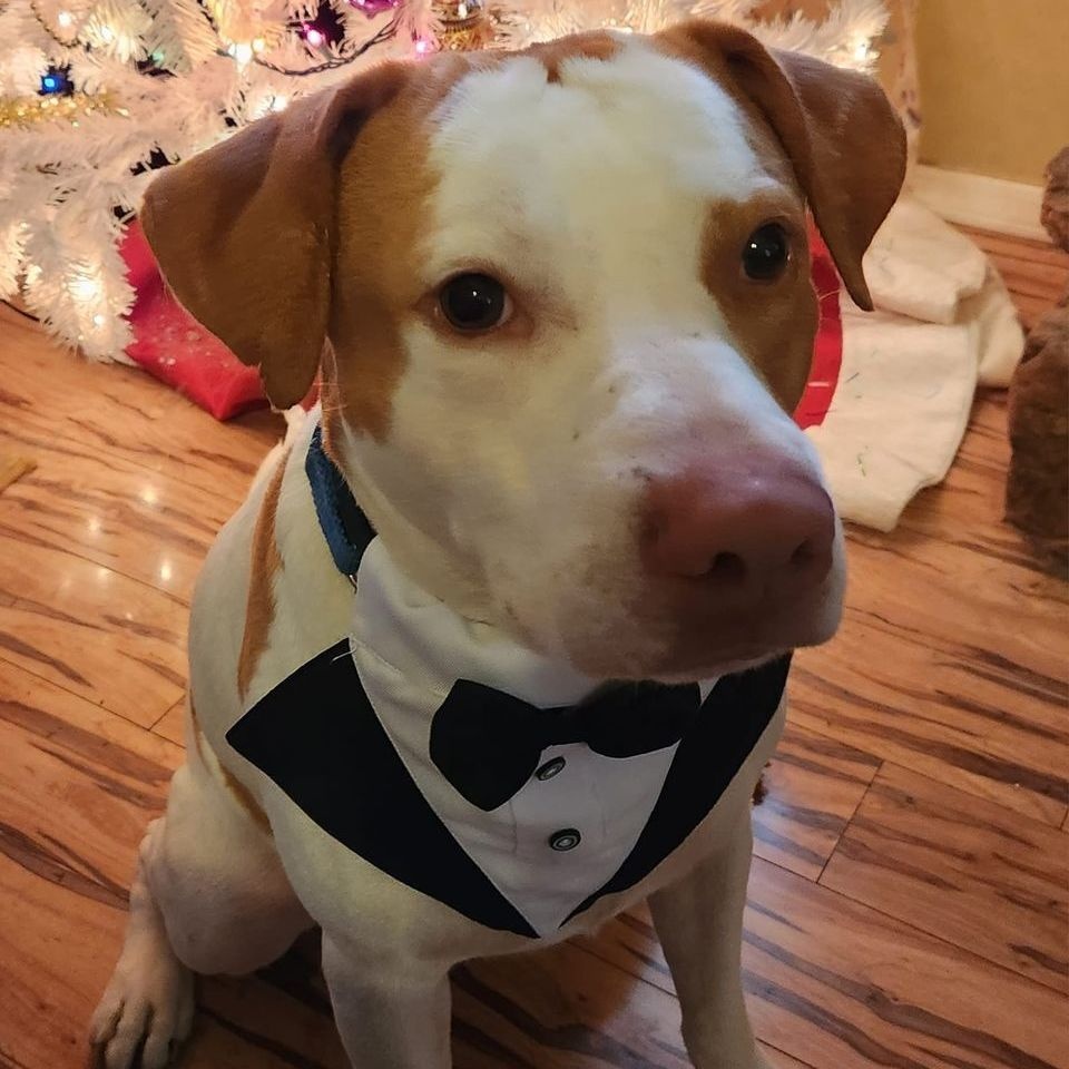 Barney, a Adoptable mixed breed image 6/6