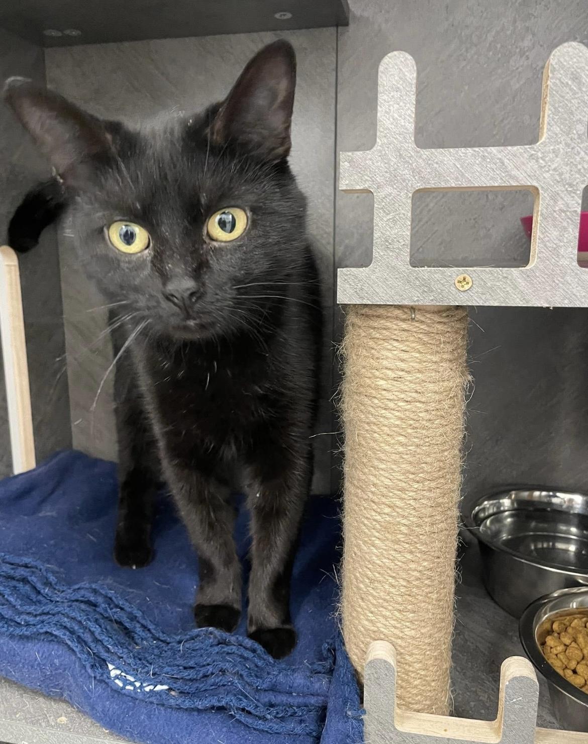 Burnt Toast, a ADOPTABLE Domestic Short Hair in Hudsonville, MI image 1/3