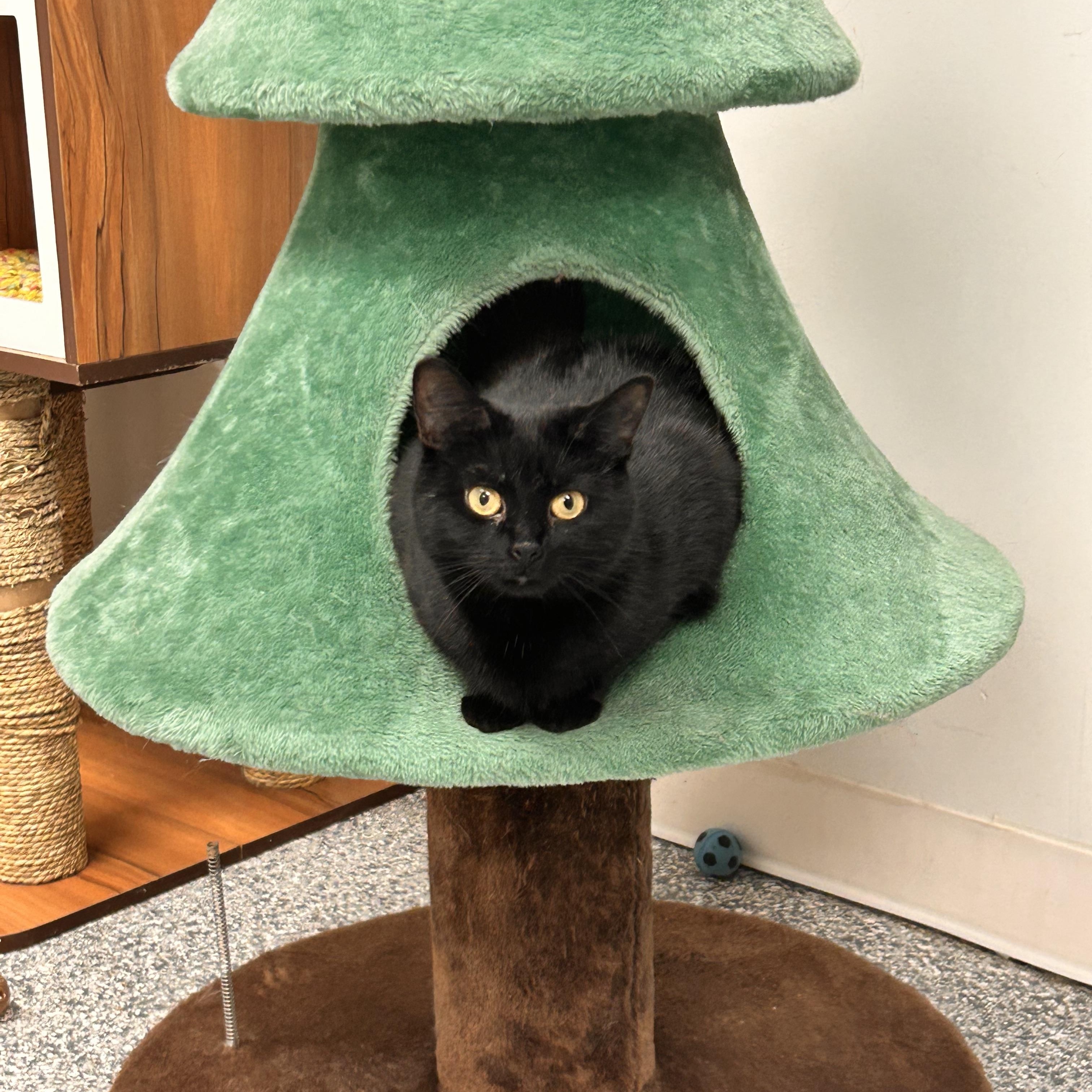 Burnt Toast, ADOPTABLE, Young Female Domestic Short Hair.