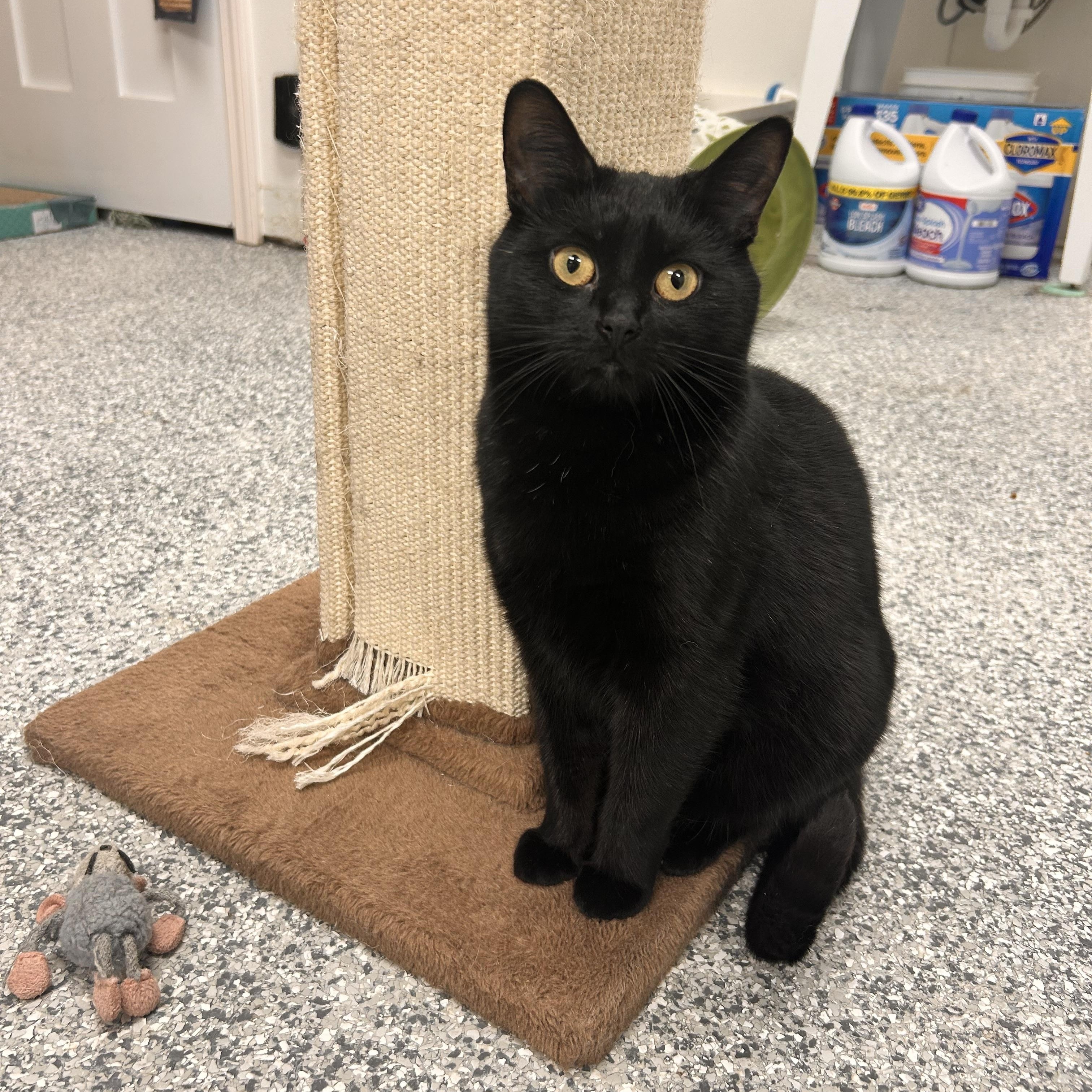 Burnt Toast — thumbnail 3