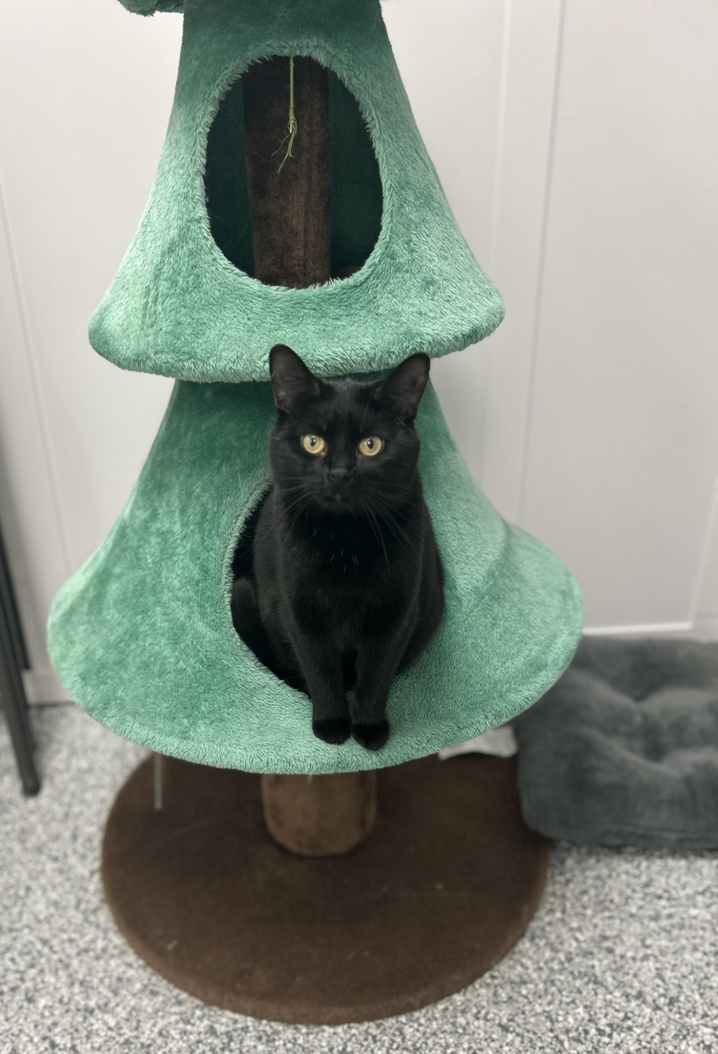 Burnt Toast — thumbnail 4