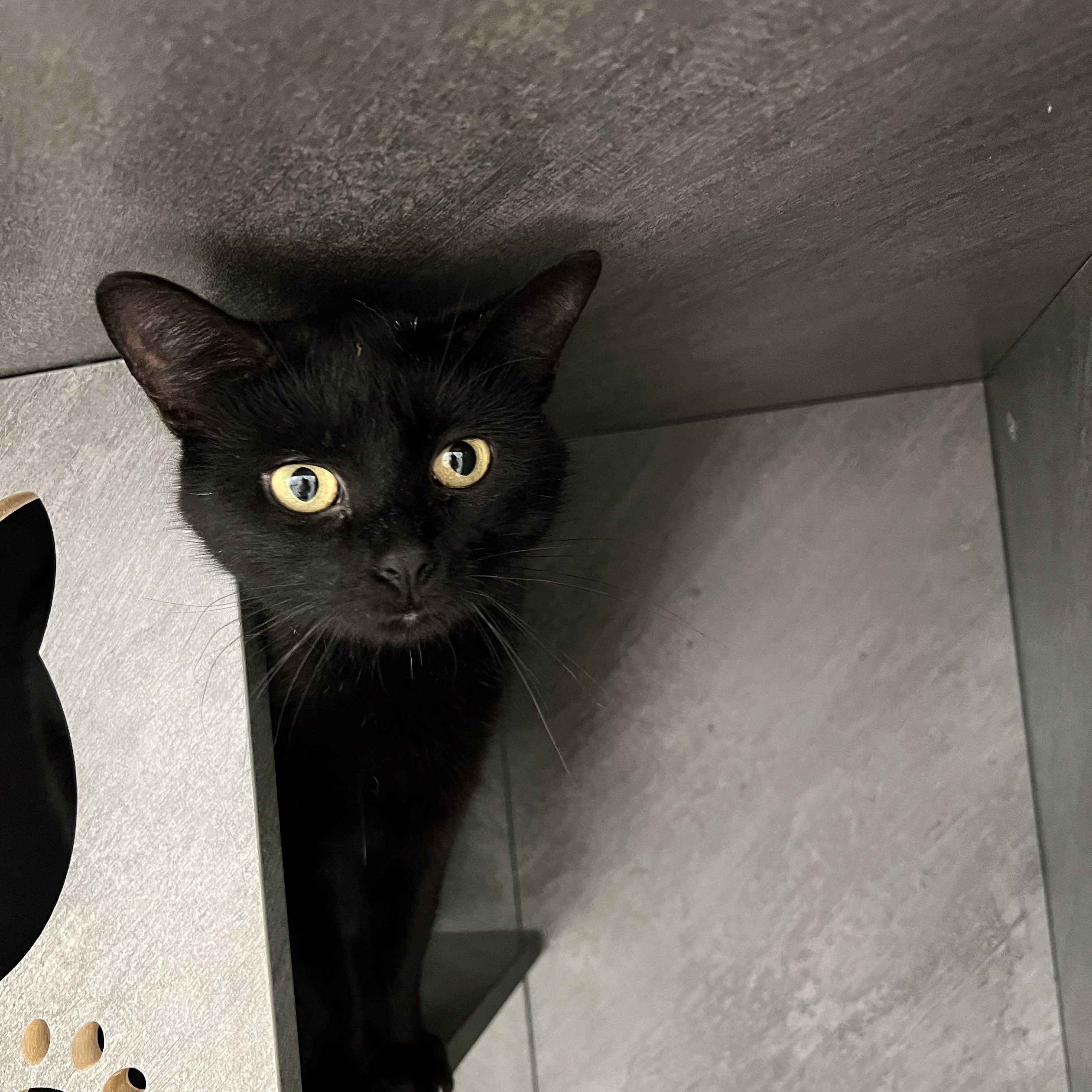 Burnt Toast — thumbnail 5