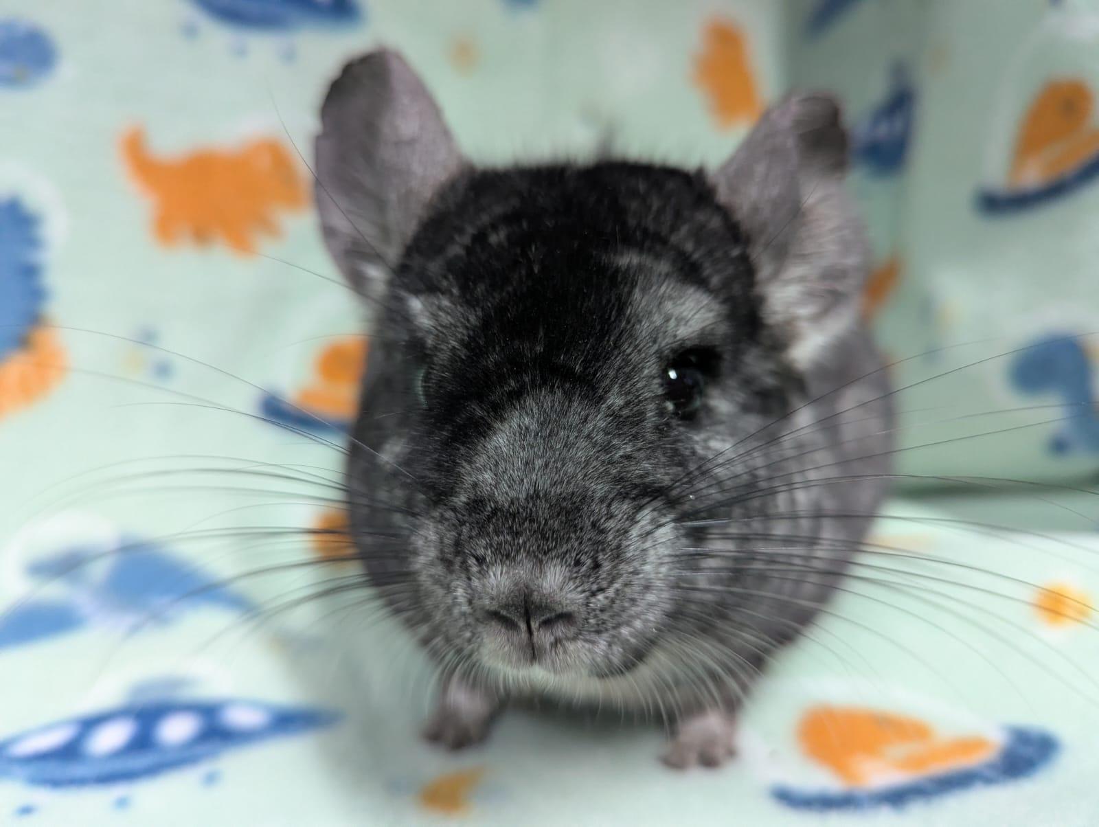 Enlarge Mario, a Adoptable Chinchilla in Montclair, CA image 2/5