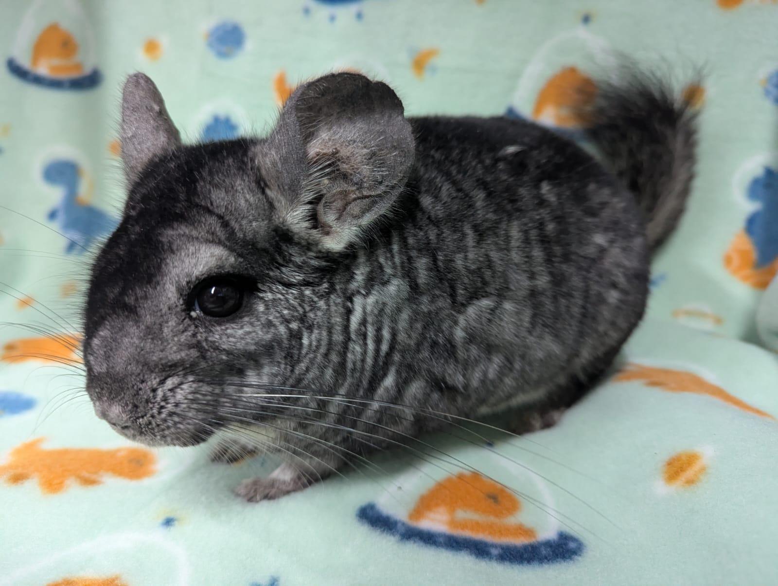 Enlarge Mario, a Adoptable Chinchilla in Montclair, CA image 5/5