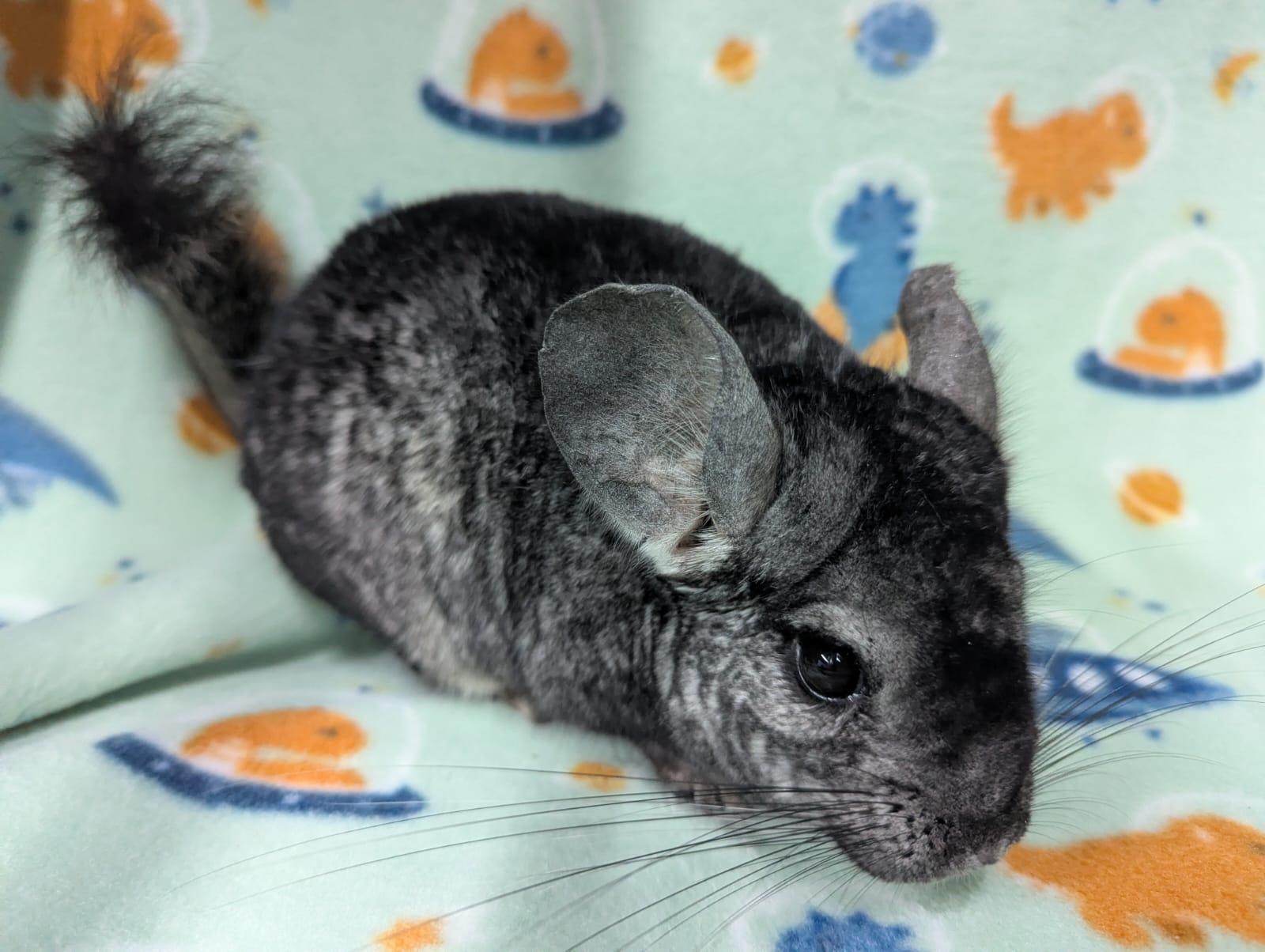 Enlarge Mario, a Adoptable Chinchilla in Montclair, CA image 3/5