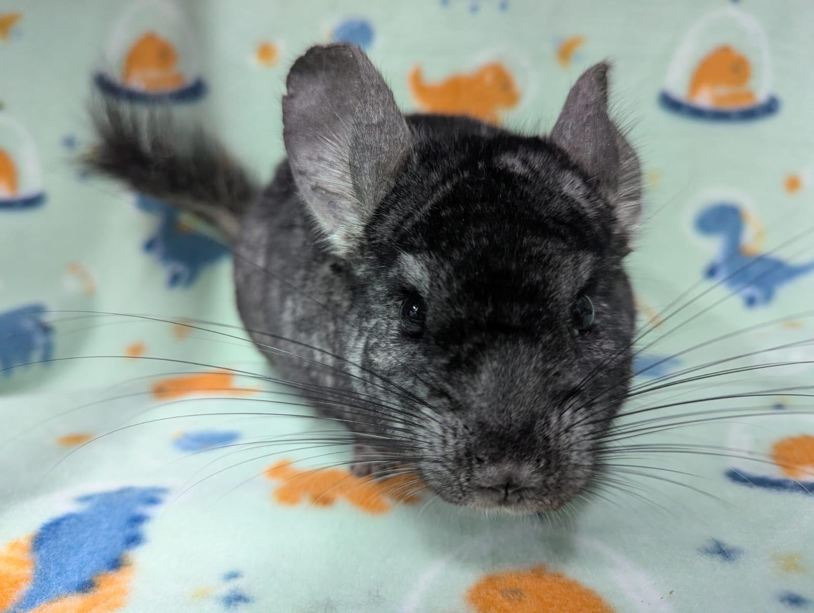 Enlarge Mario, a Adoptable Chinchilla in Montclair, CA image 4/5