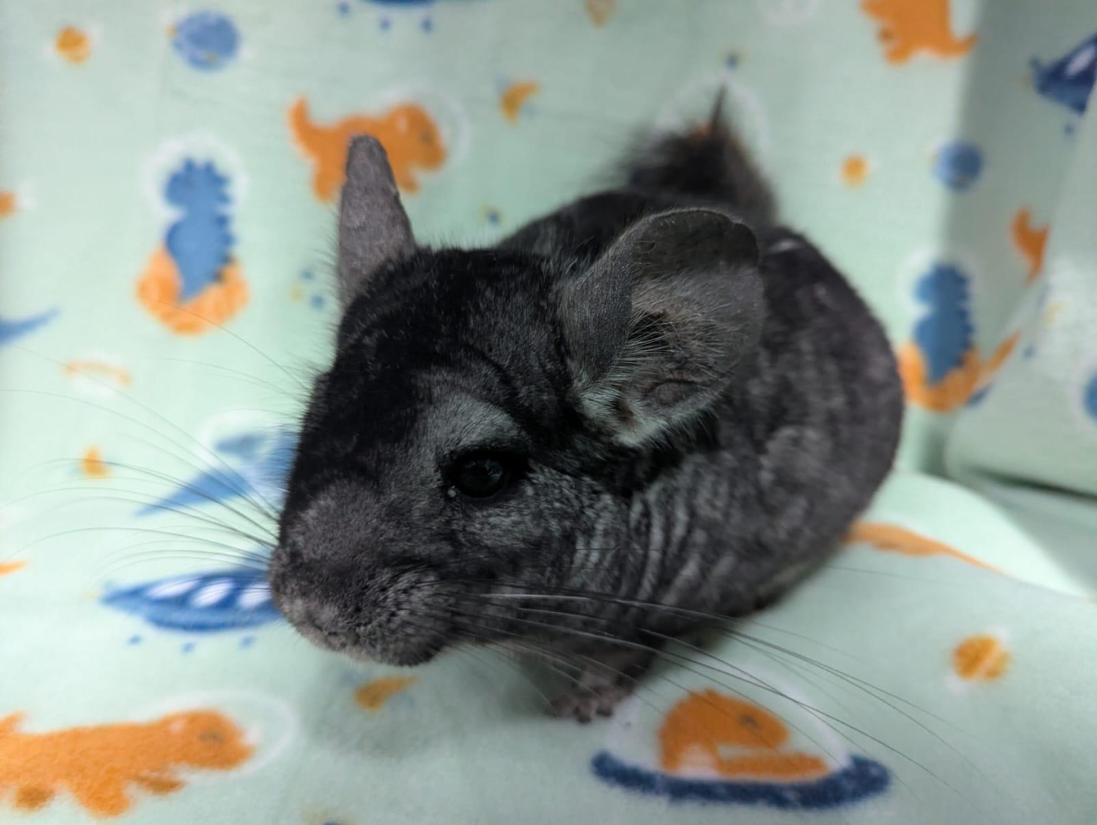 Mario, Adoptable, Adult Male Chinchilla.