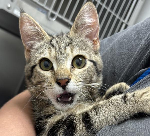 Teefers- Bonded W/ Greg, Adoptable, Young Female Domestic Short Hair.