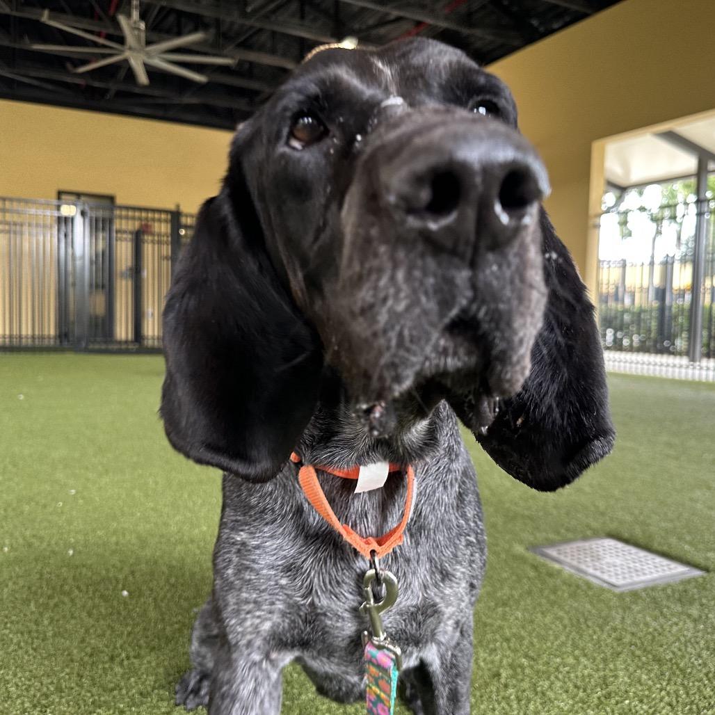 Enlarge Copper, a Adoptable Bluetick Coonhound in West Palm Beach, FL image 1/6