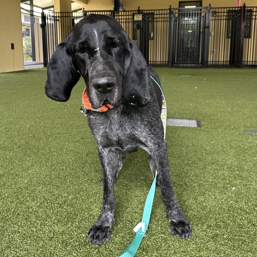 Enlarge Copper, a Adoptable Bluetick Coonhound in West Palm Beach, FL image 2/6
