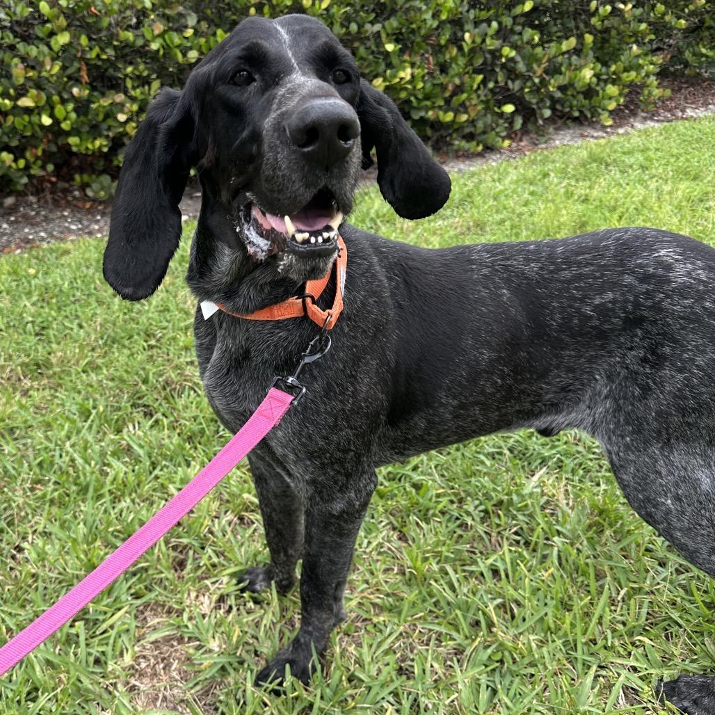Enlarge Copper, a Adoptable Bluetick Coonhound in West Palm Beach, FL image 3/6