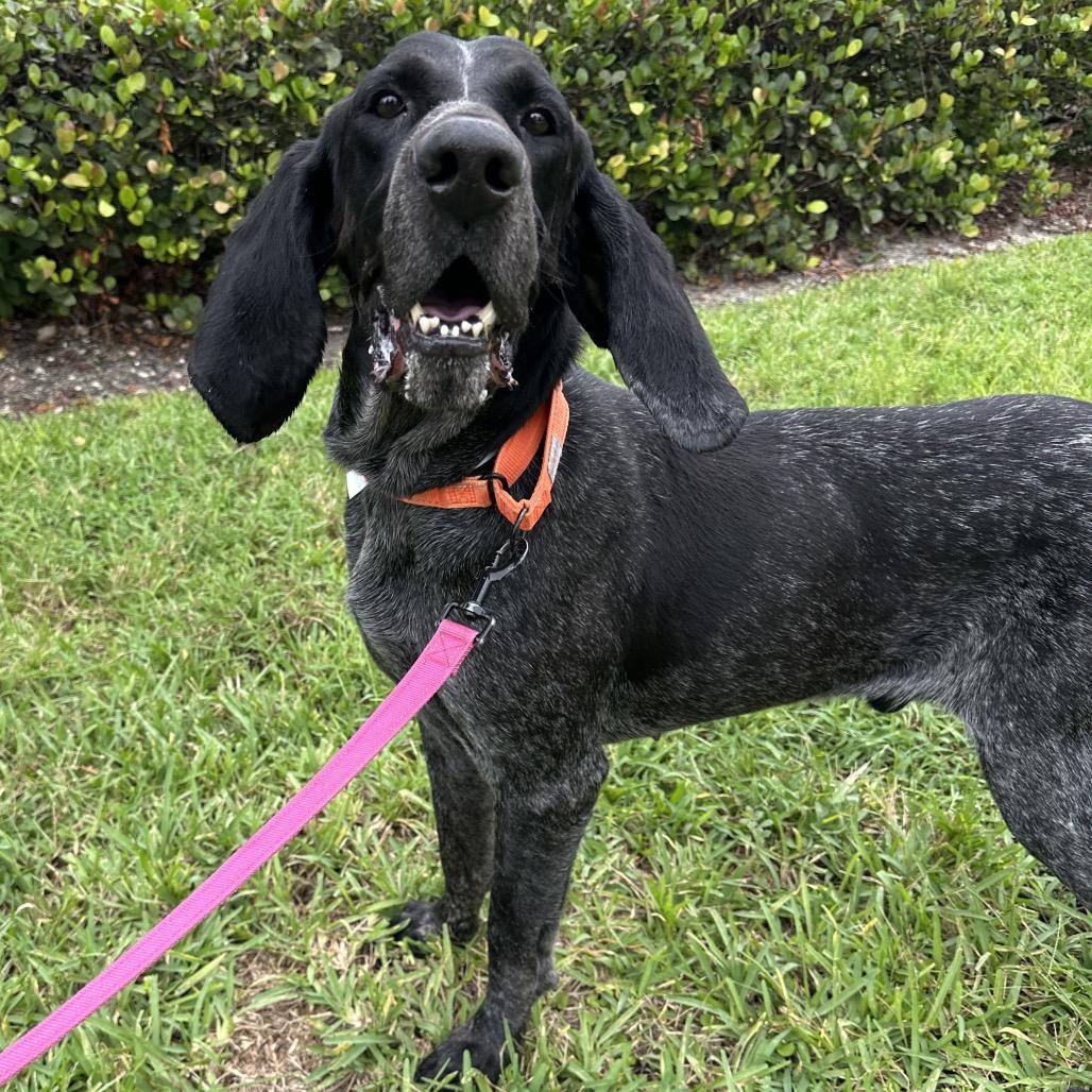 Enlarge Copper, a Adoptable Bluetick Coonhound in West Palm Beach, FL image 4/6