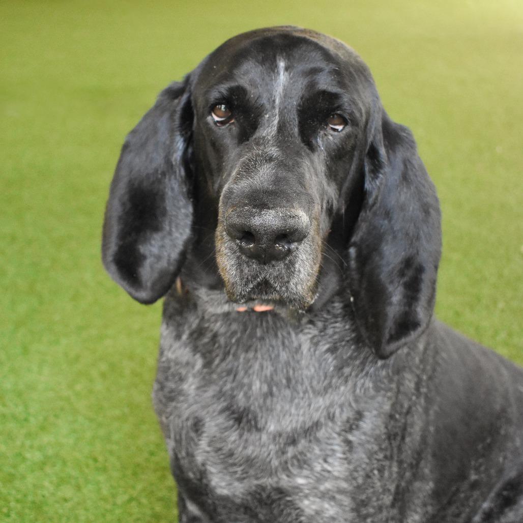 Enlarge Copper, a Adoptable Bluetick Coonhound in West Palm Beach, FL image 5/6