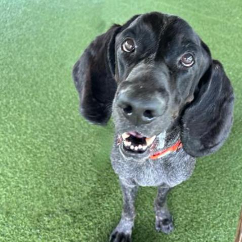 Enlarge Copper, a Adoptable Bluetick Coonhound in West Palm Beach, FL image 6/6
