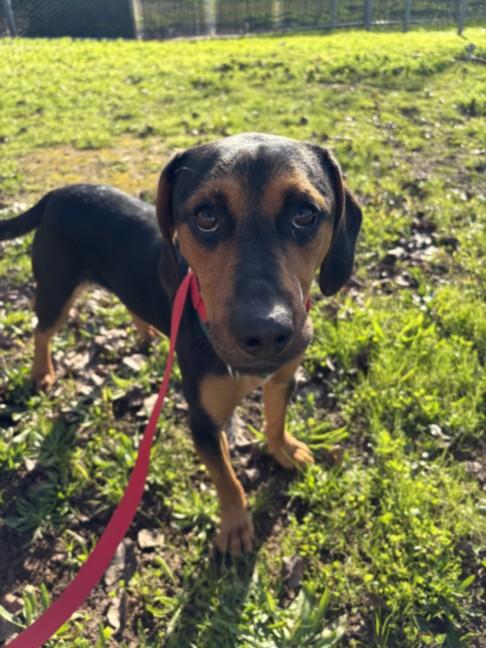 Enlarge DEVIN, a Adoptable Black and Tan Coonhound in Olivehurst, CA image 1/1