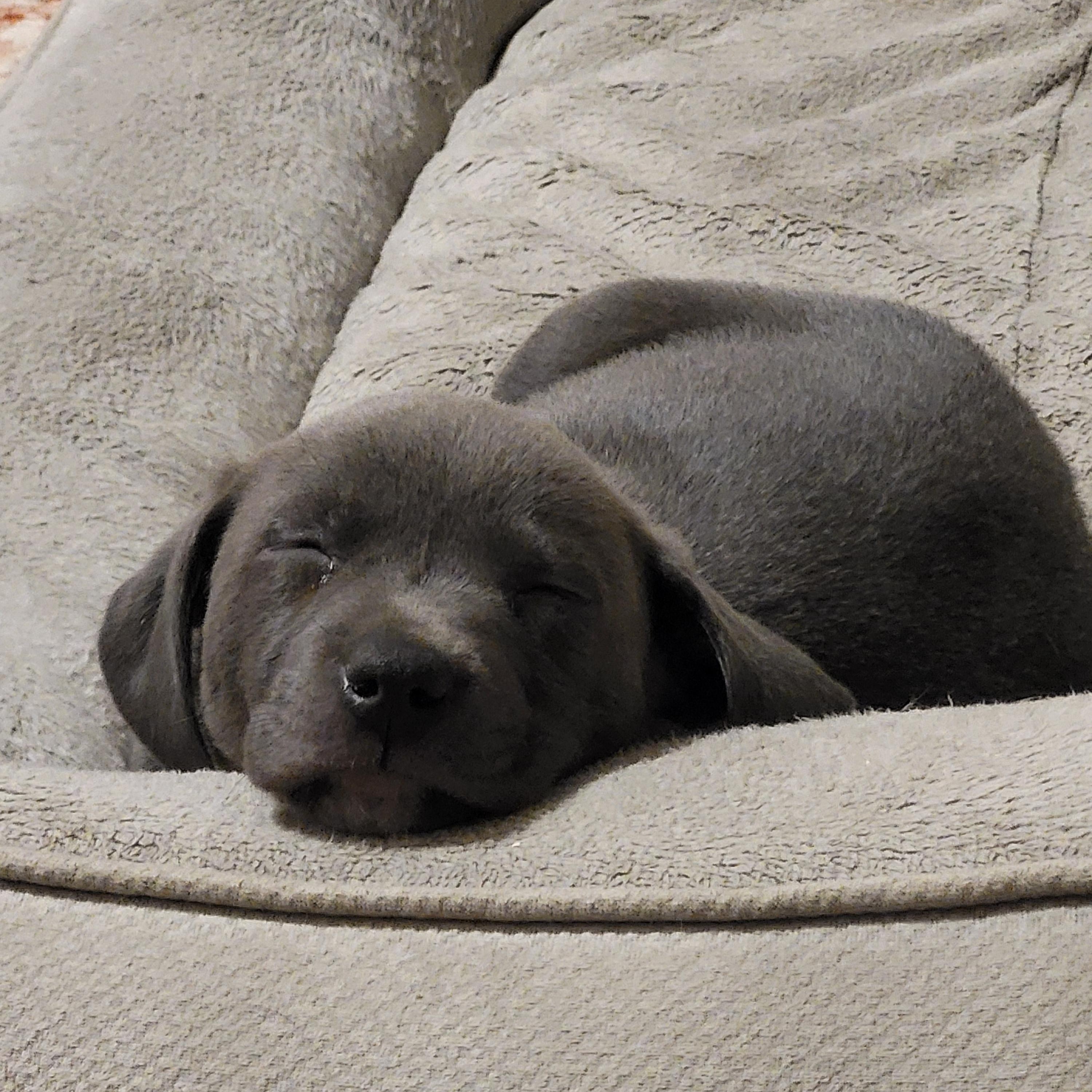 Enlarge Imagine, a ADOPTABLE mixed breed in Rock Hill, SC image 6/6