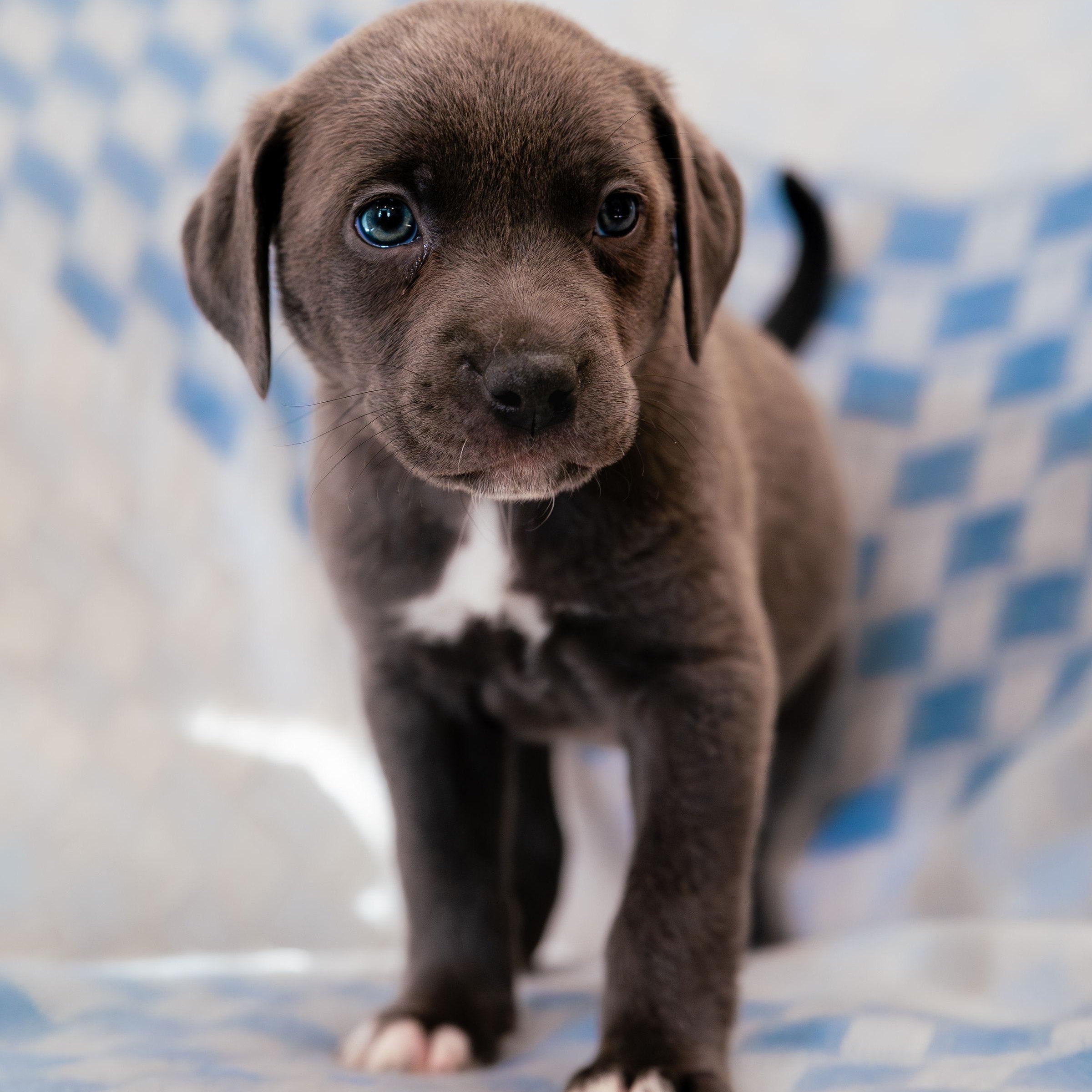 Enlarge Imagine, a ADOPTABLE mixed breed in Rock Hill, SC image 3/6