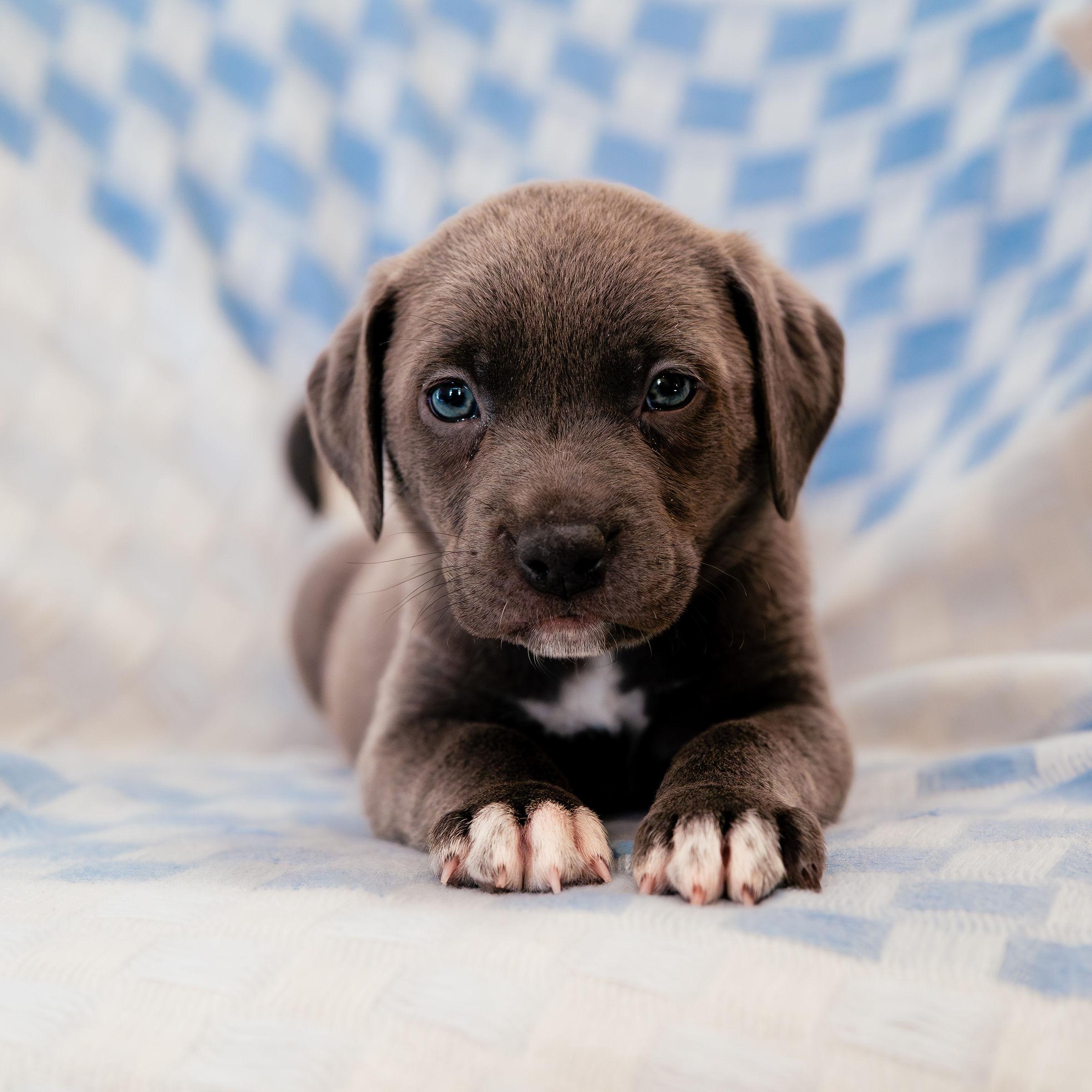 Enlarge Imagine, a ADOPTABLE mixed breed in Rock Hill, SC image 4/6