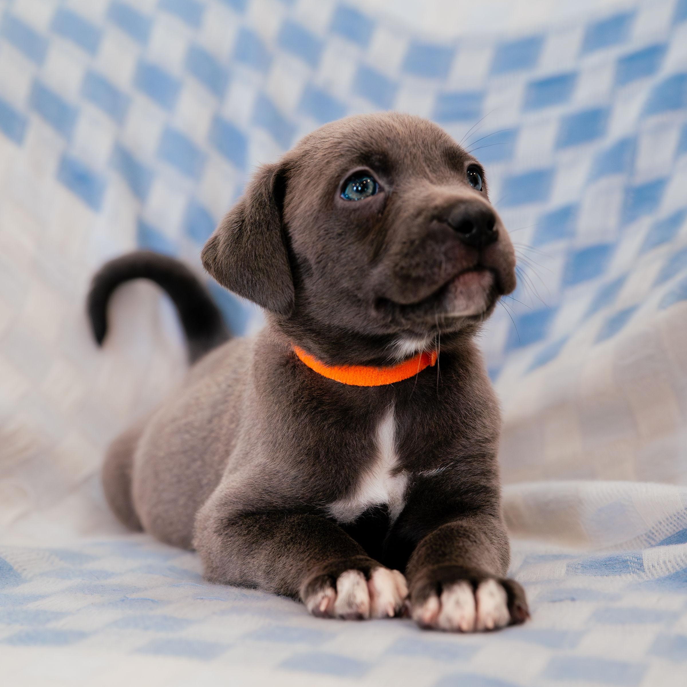 Enlarge Imagine, a ADOPTABLE mixed breed in Rock Hill, SC image 5/6