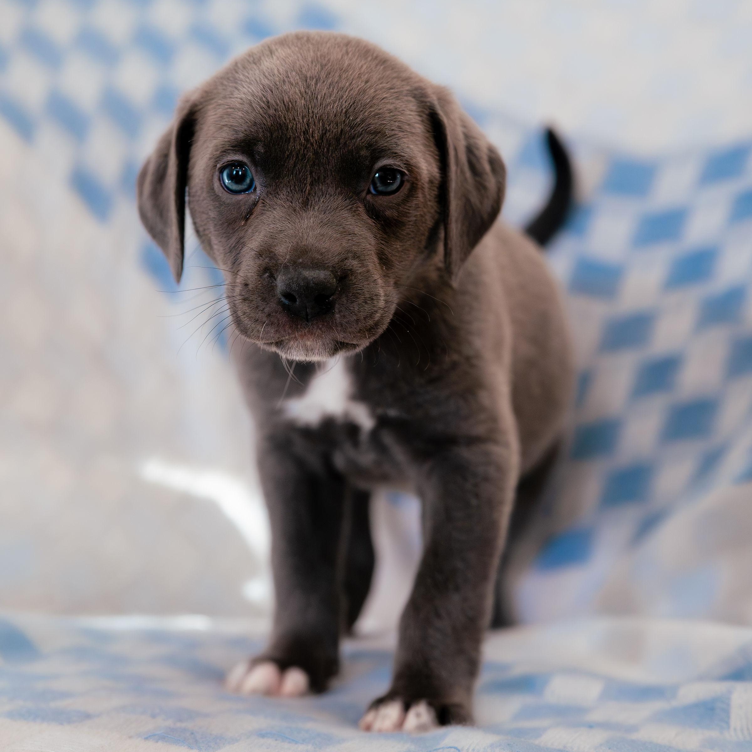 Enlarge Imagine, a ADOPTABLE mixed breed in Rock Hill, SC image 1/6