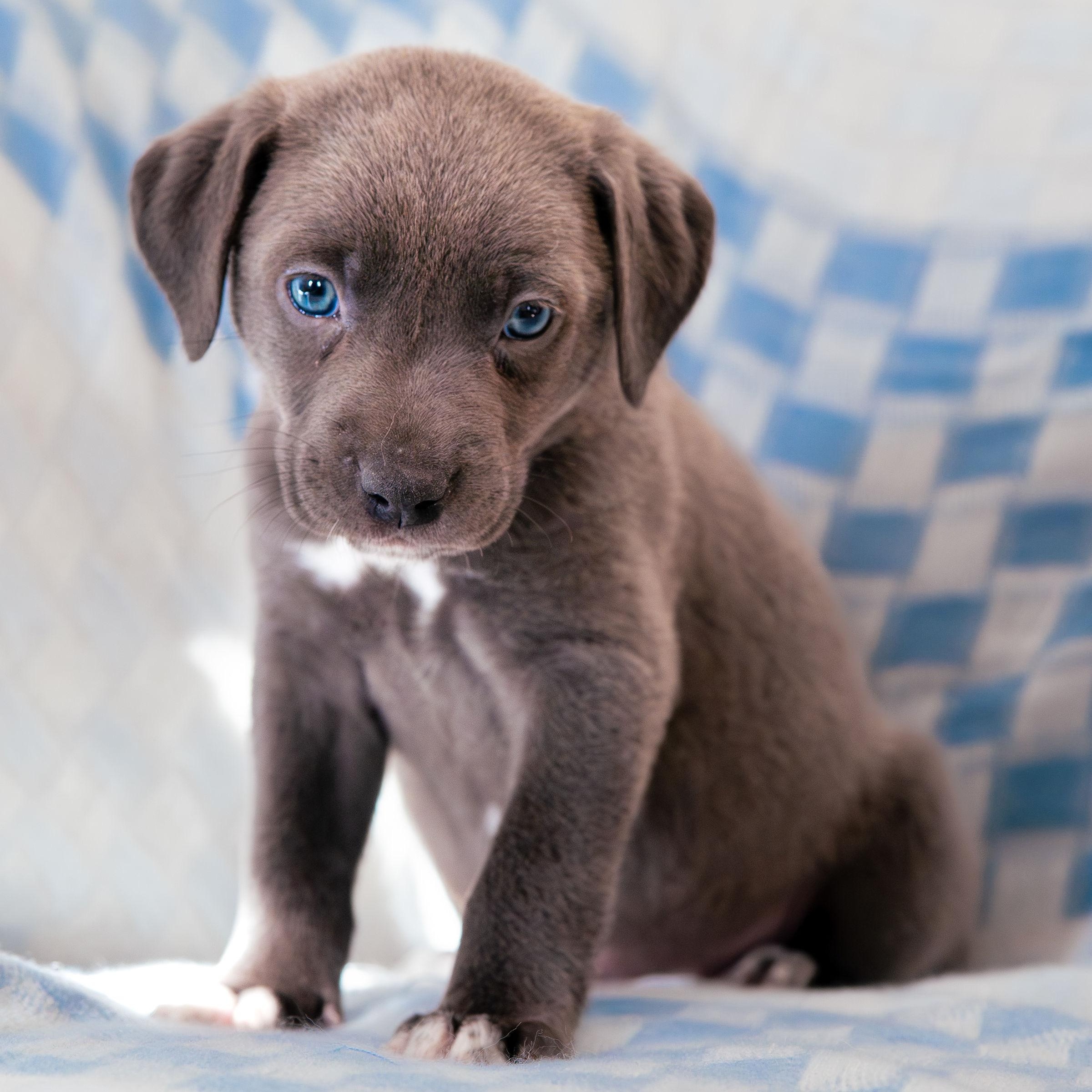 Enlarge Imagine, a ADOPTABLE mixed breed in Rock Hill, SC image 2/6