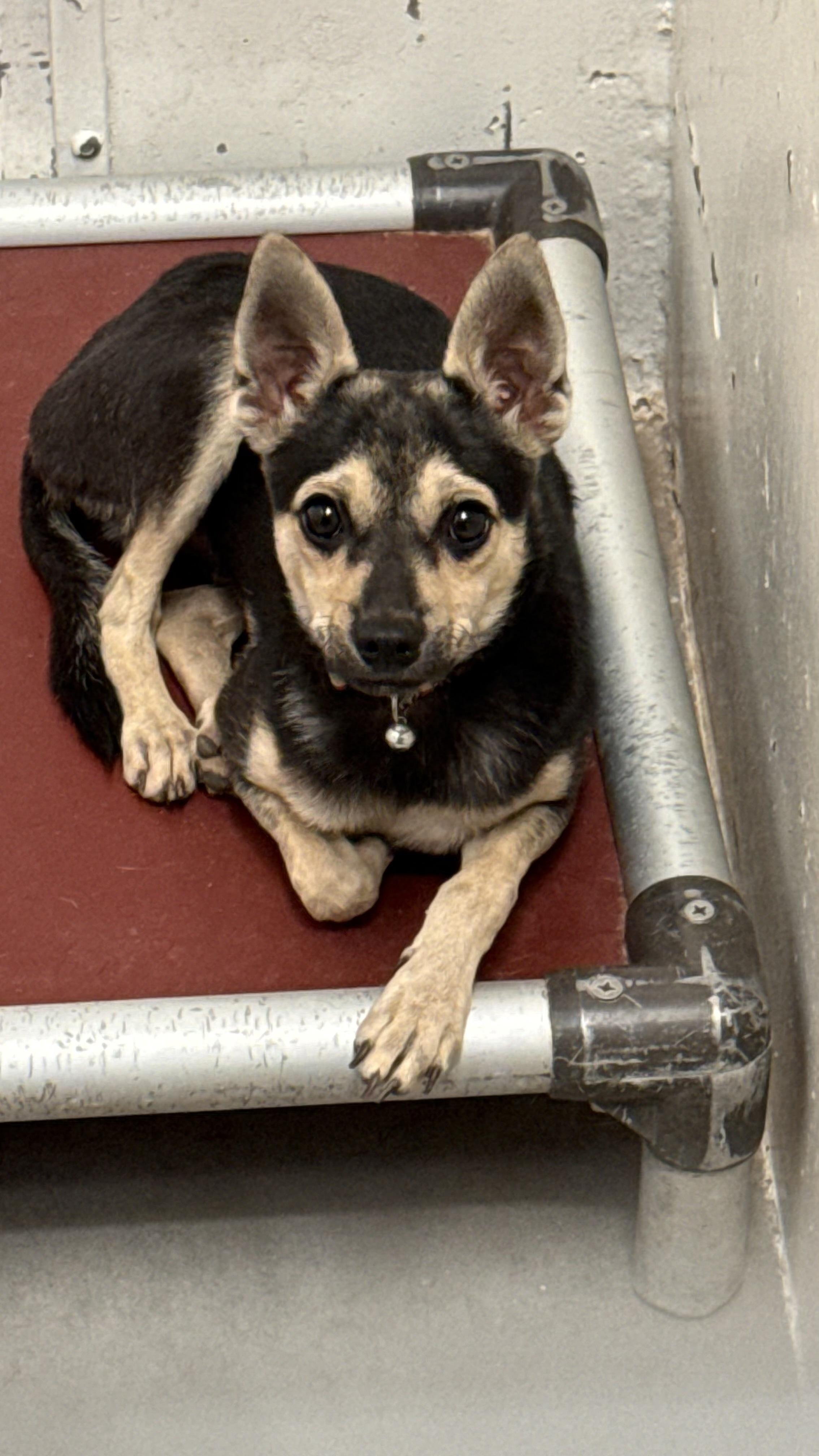 Seville, Adoptable, Young Male Miniature Pinscher & Chihuahua.