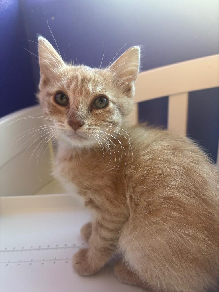 Gator, Adoptable, Kitten Male Domestic Short Hair.