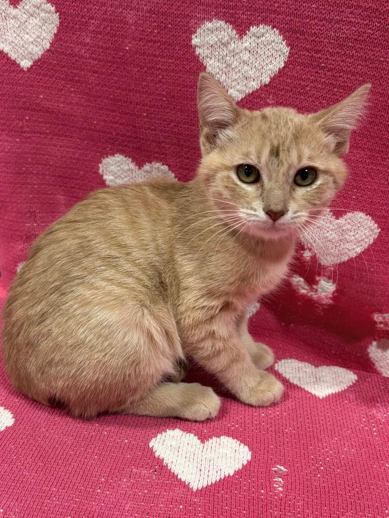 Enlarge Gator, a Adoptable mixed breed in Corpus Christi, TX image 2/2