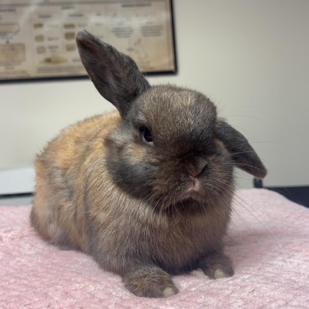 Belle, Adoptable, Senior Female Holland Lop.