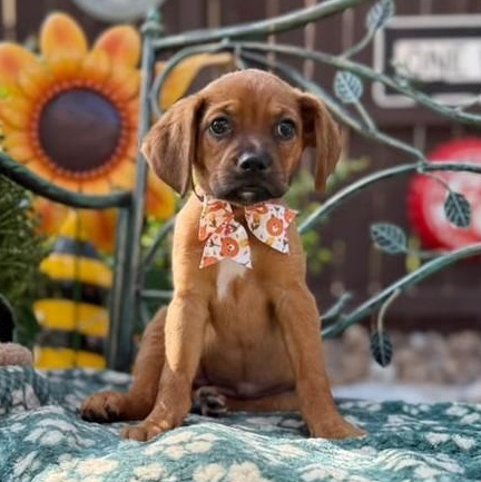 Enlarge Brownie, a Adoptable mixed breed in Winchester, VA image 1/6