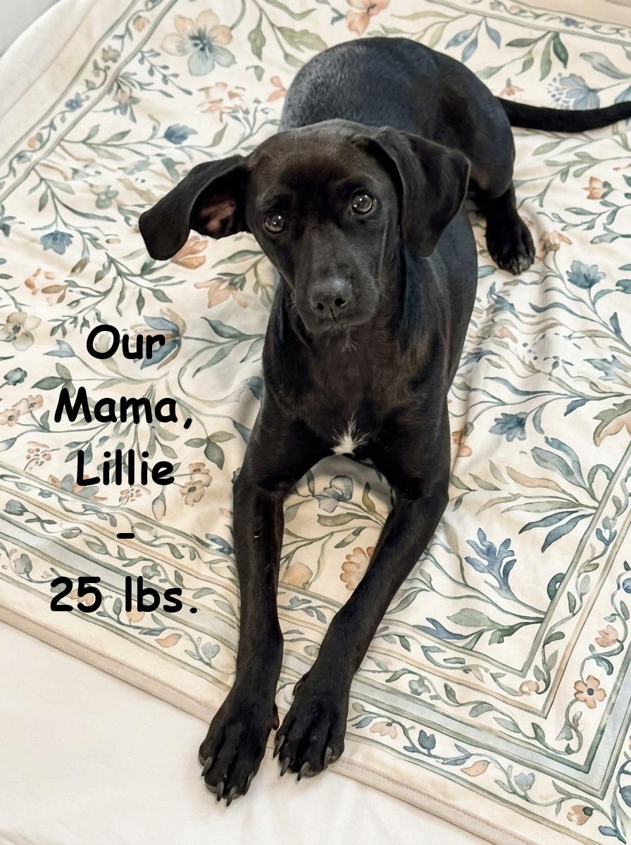 Enlarge Brownie, a Adoptable mixed breed in Winchester, VA image 6/6
