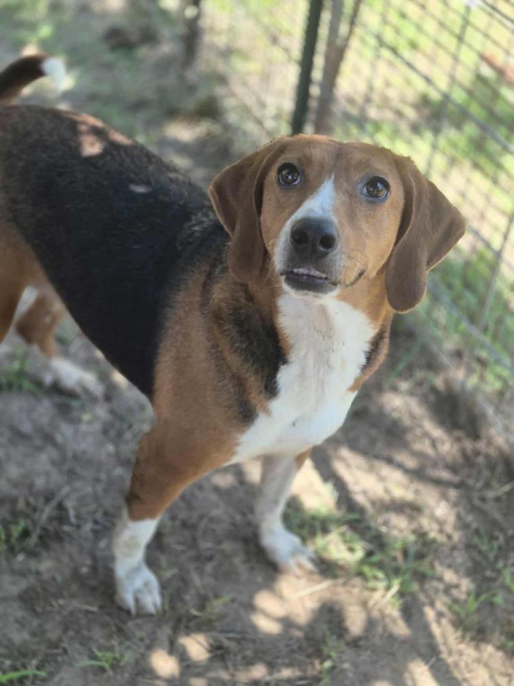 Enlarge Carol, a Adoptable mixed breed in Dover, AR image 1/6