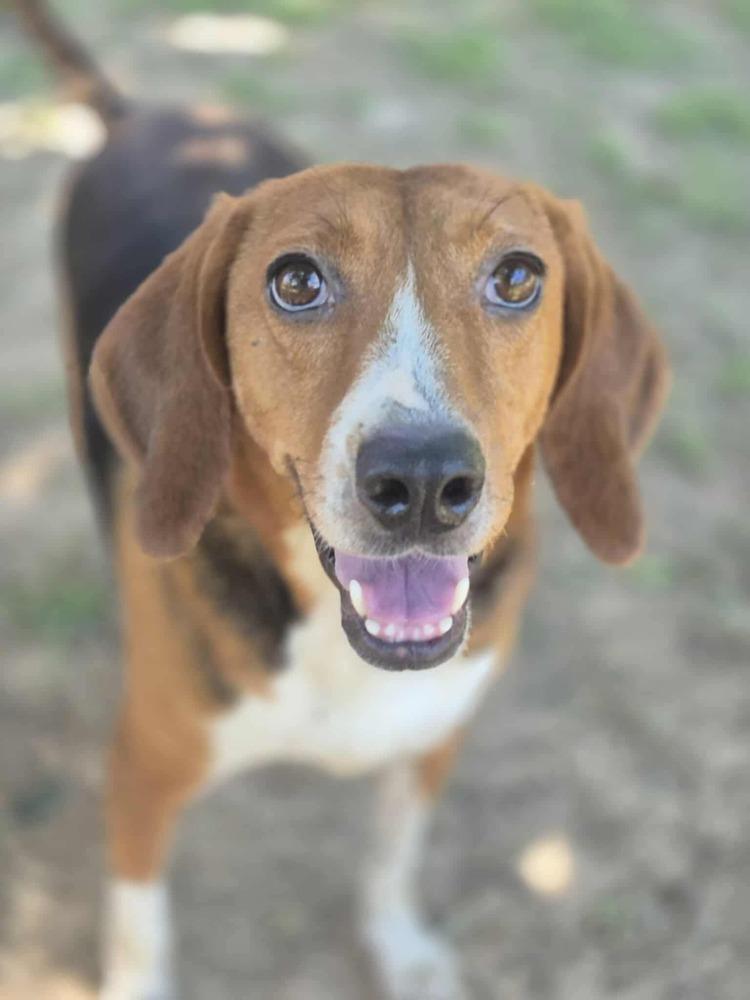 Enlarge Carol, a Adoptable mixed breed in Dover, AR image 2/6