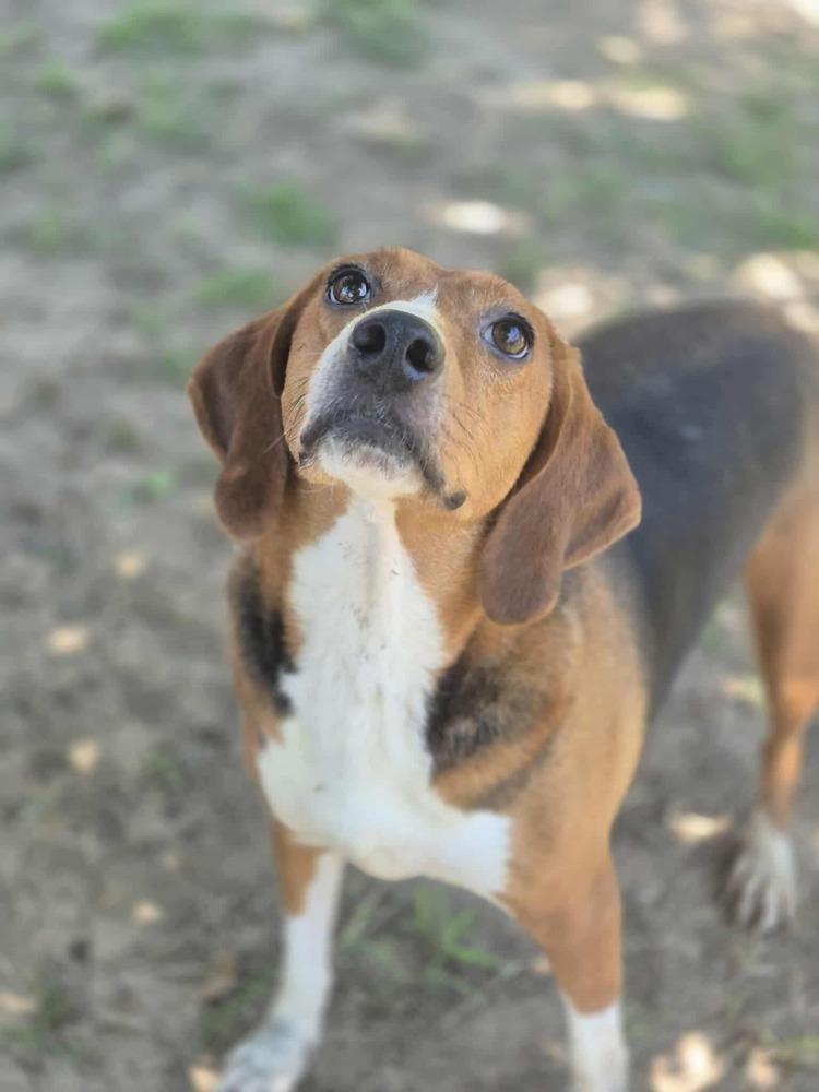 Enlarge Carol, a Adoptable mixed breed in Dover, AR image 4/6