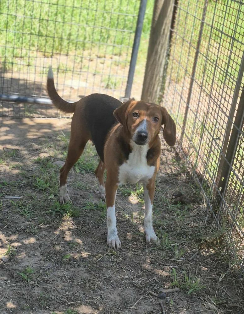 Enlarge Carol, a Adoptable mixed breed in Dover, AR image 5/6