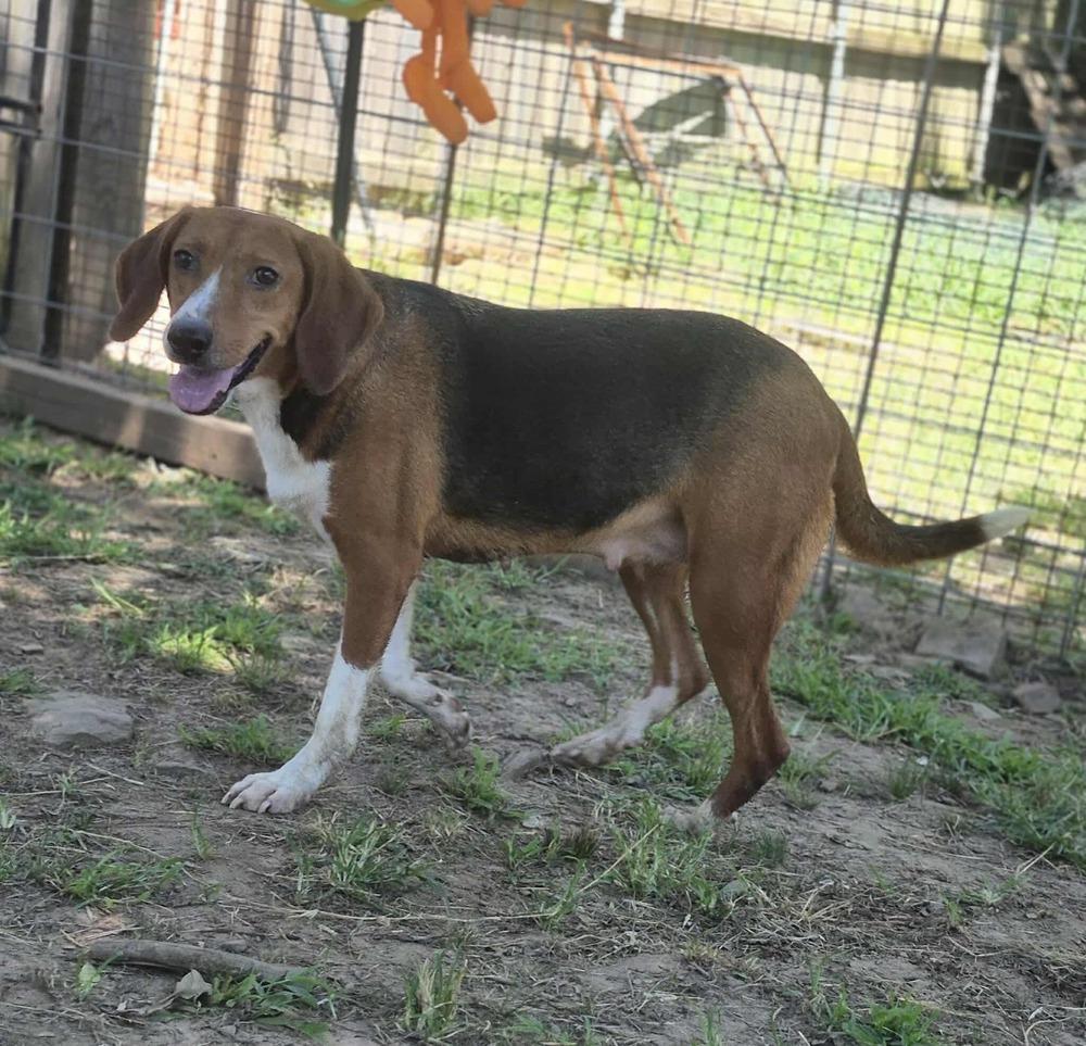 Enlarge Carol, a Adoptable mixed breed in Dover, AR image 6/6