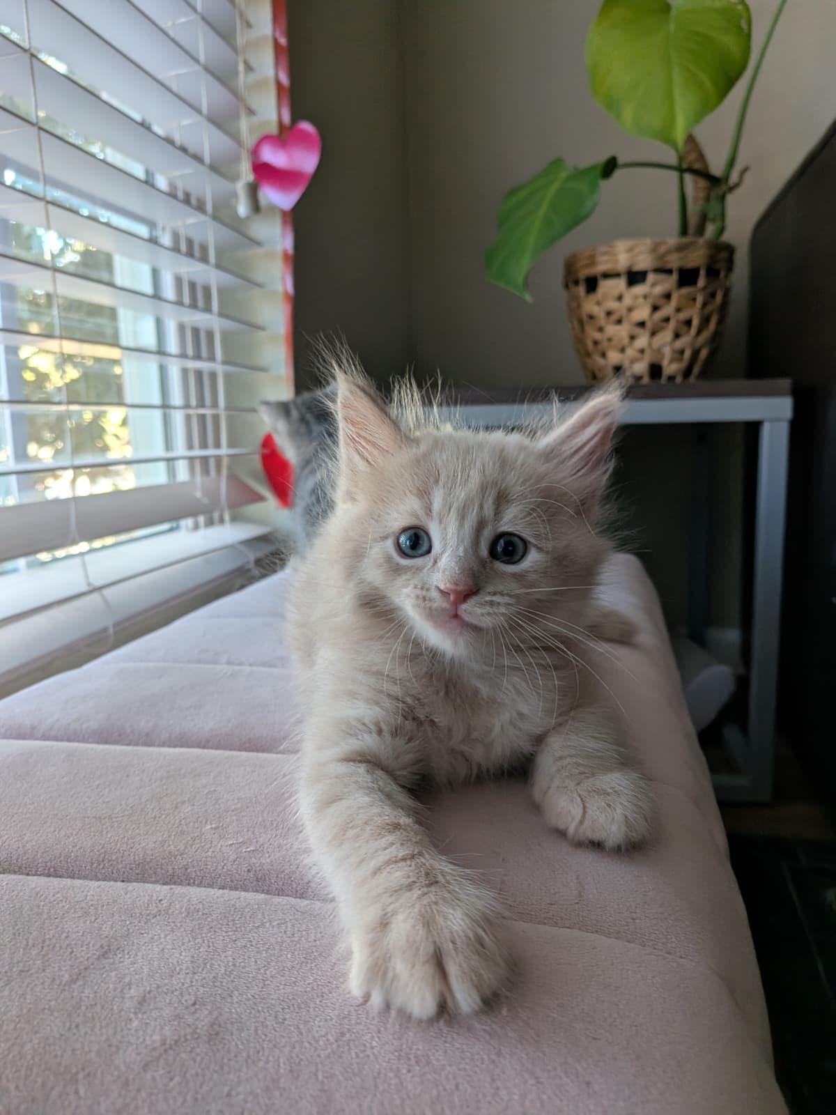 Kawa, an adopted Domestic Long Hair in Jacksonville , FL image 4/6