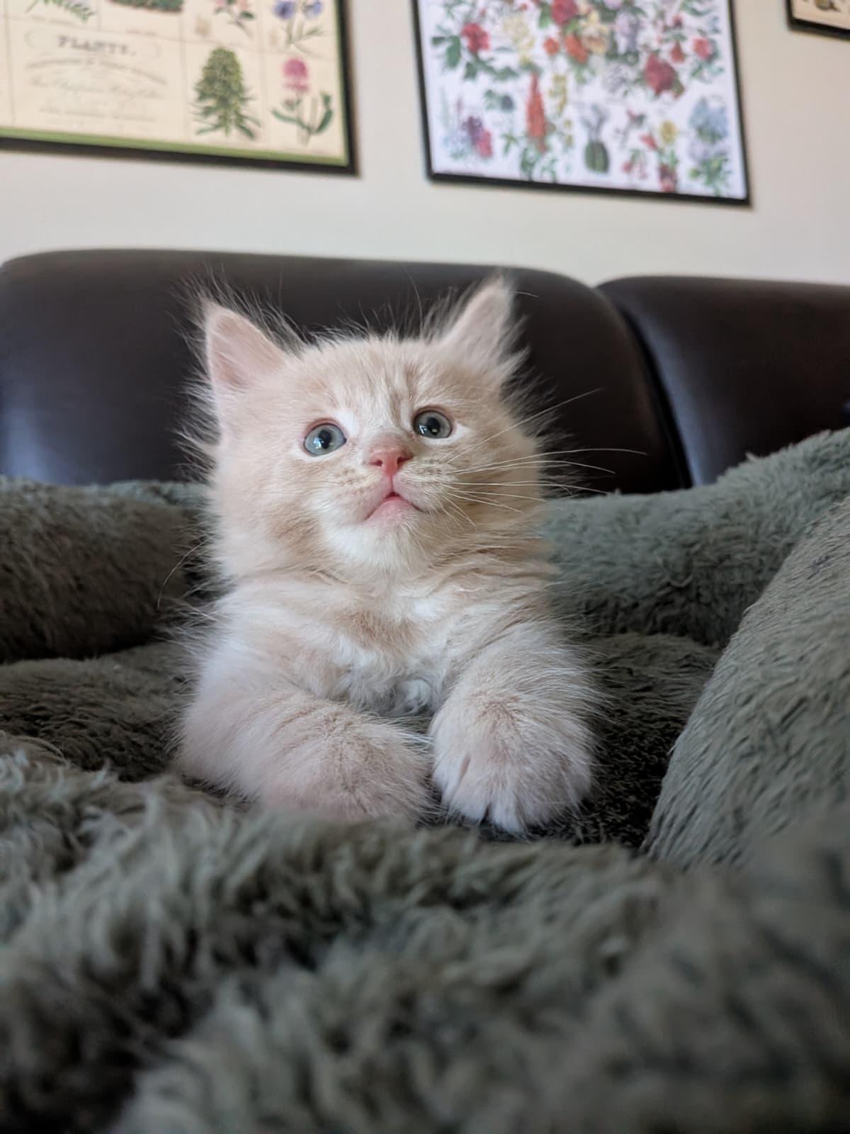 Kawa, an adopted Domestic Long Hair in Jacksonville , FL image 3/6