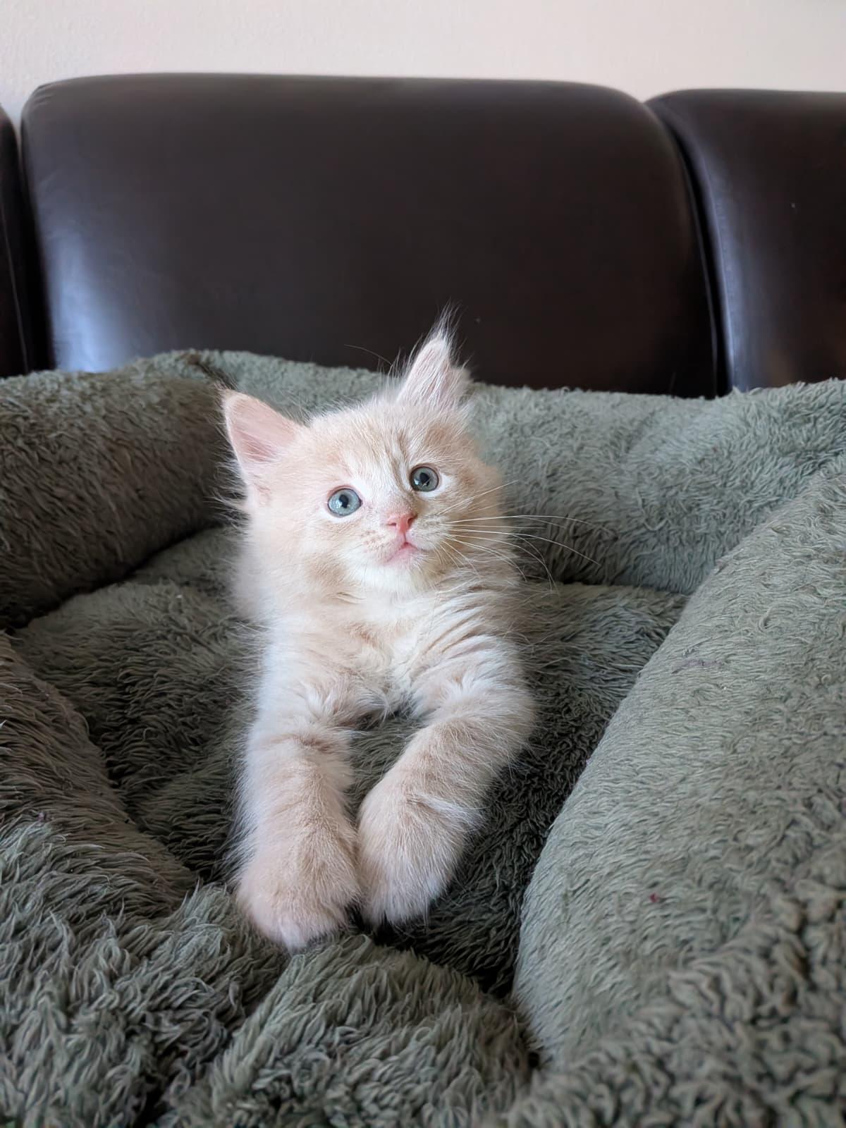 Kawa, an adopted Domestic Long Hair in Jacksonville , FL image 2/6