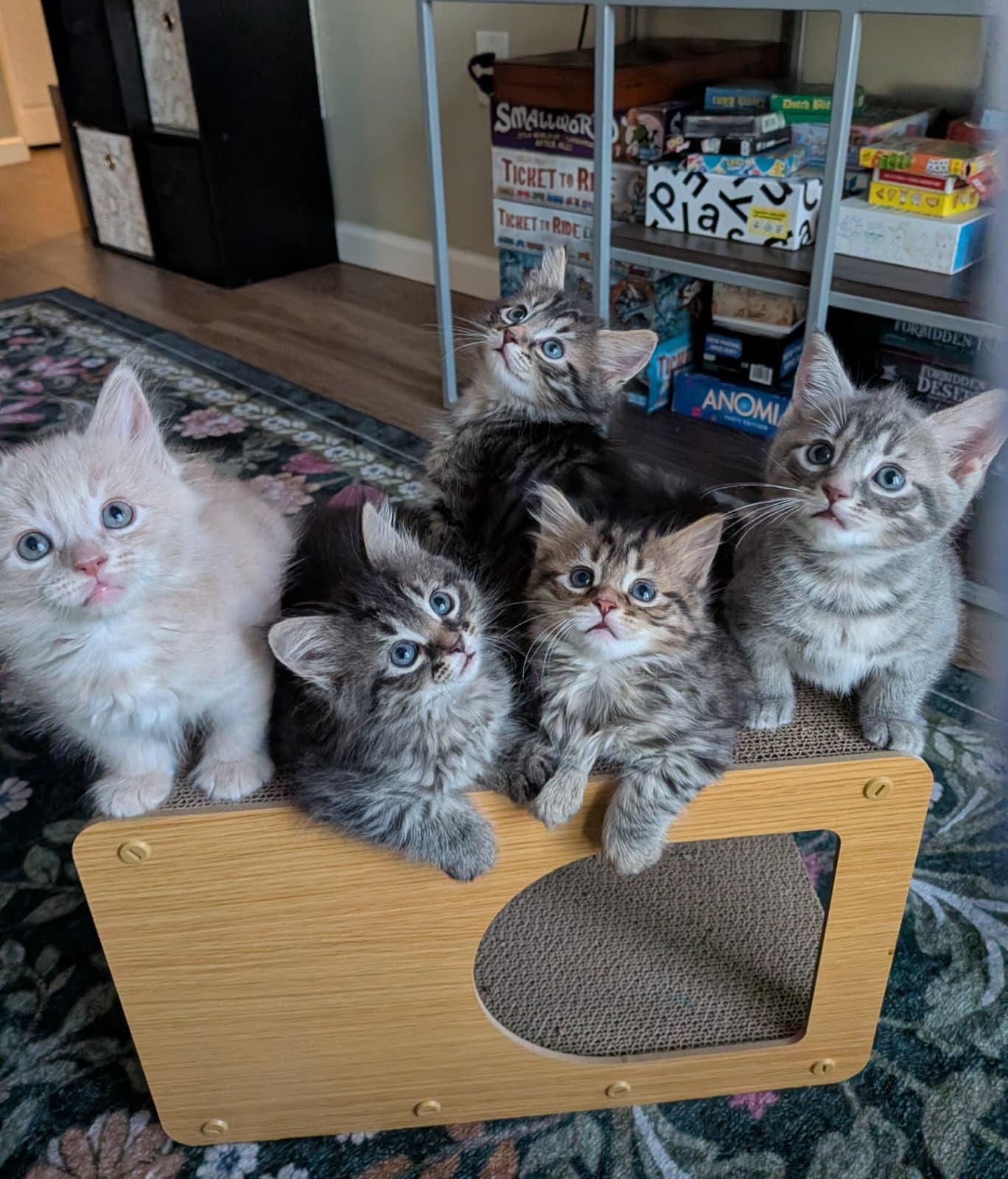 Kawa, an adopted Domestic Long Hair in Jacksonville , FL image 6/6