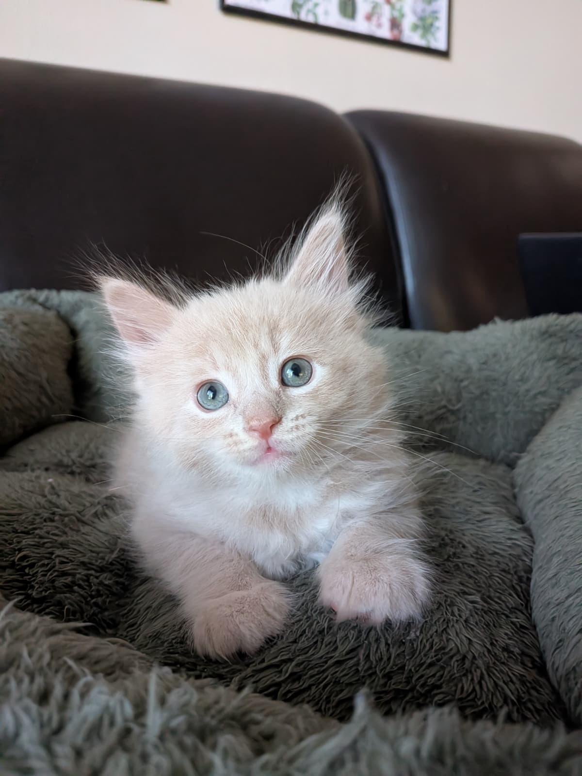 Kawa, an adopted Domestic Long Hair in Jacksonville , FL image 1/6