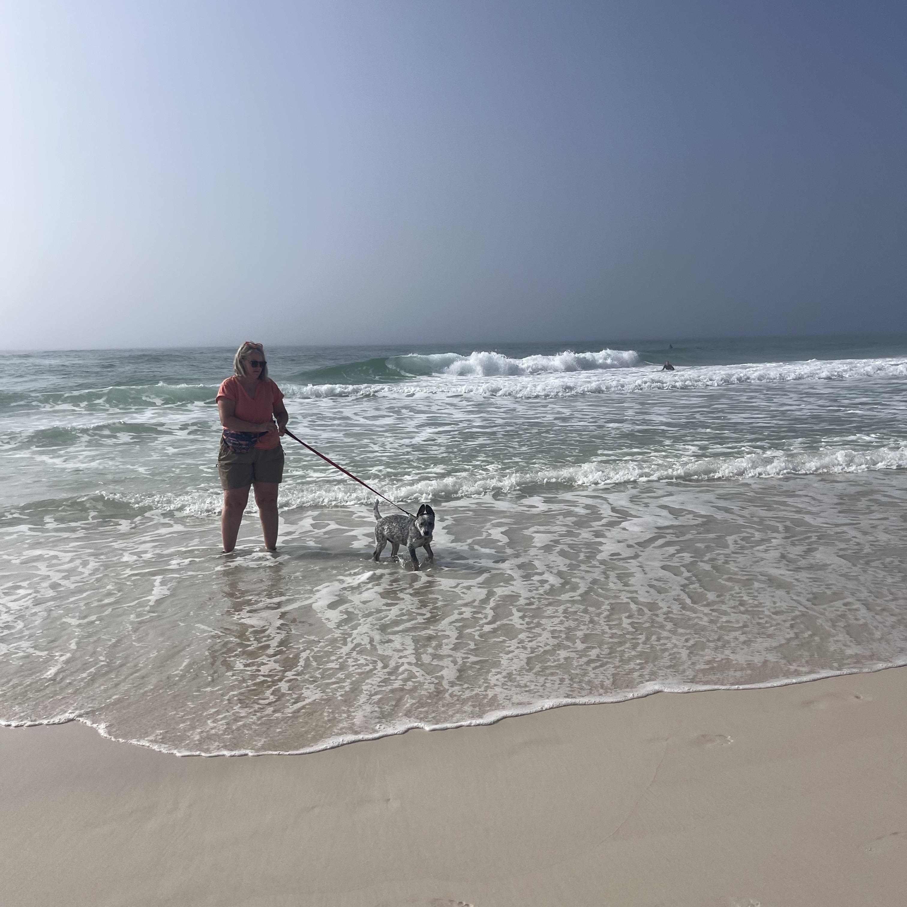 Enlarge Boris, a ADOPTABLE Australian Cattle Dog / Blue Heeler in Lexington, KY image 5/6