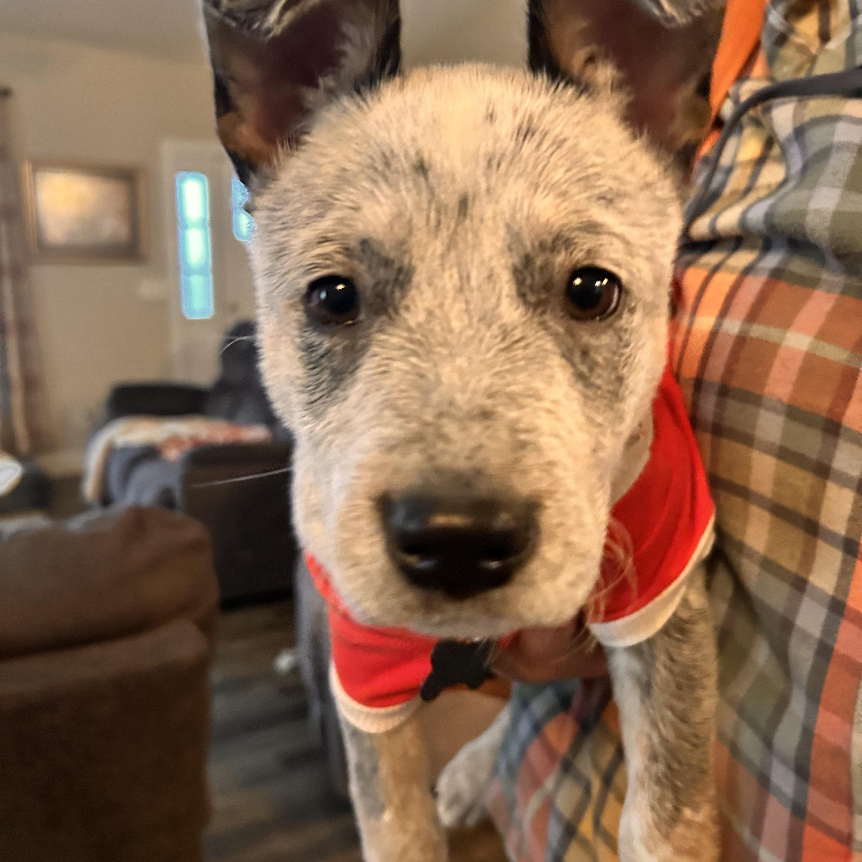 Boris, ADOPTABLE, Puppy Male Australian Cattle Dog / Blue Heeler.