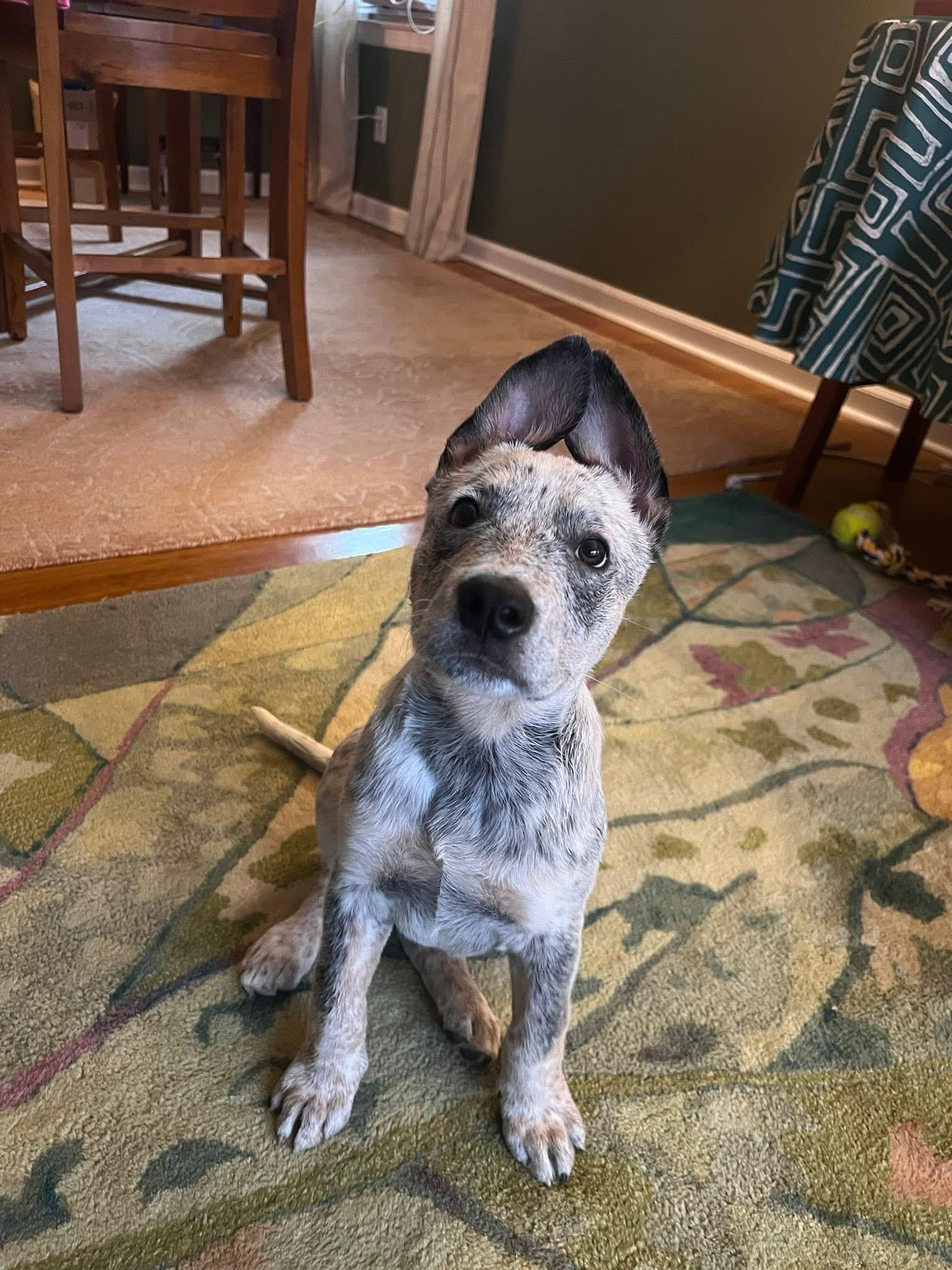 Enlarge Boris, a ADOPTABLE Australian Cattle Dog / Blue Heeler in Lexington, KY image 1/6